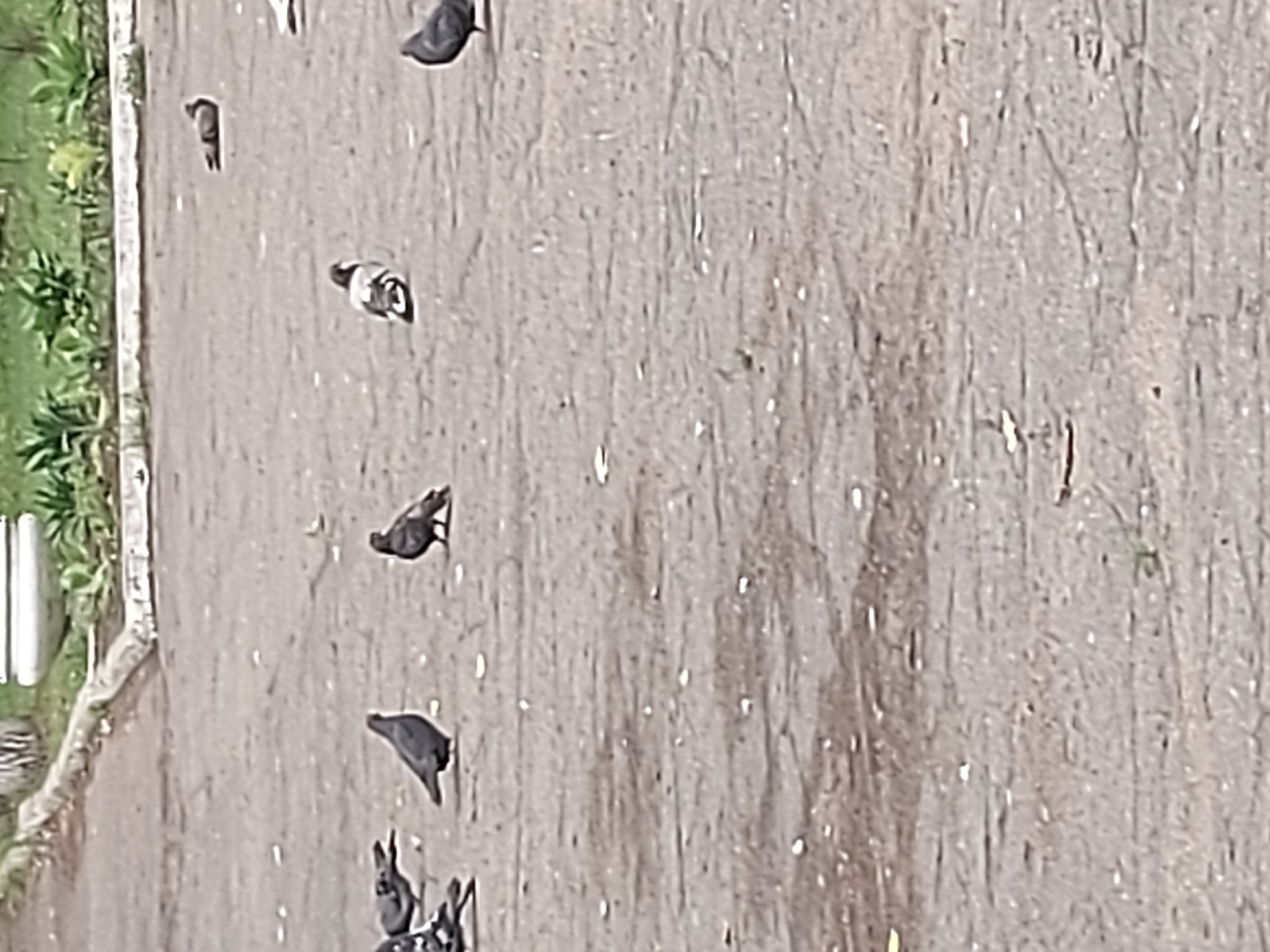 The image depicts a group of pigeons scattered across a cracked asphalt surface, likely a pedestrian area or walkway within a city. The background shows a low, concrete curb bordering a strip of green grass and foliage, with a hint of urban landscaping. Several pigeons are visible, some standing, one appearing to be grooming, and others in various poses. The ground is a light gray asphalt with visible cracks and some small debris. The overall scene is an outdoor urban environment.