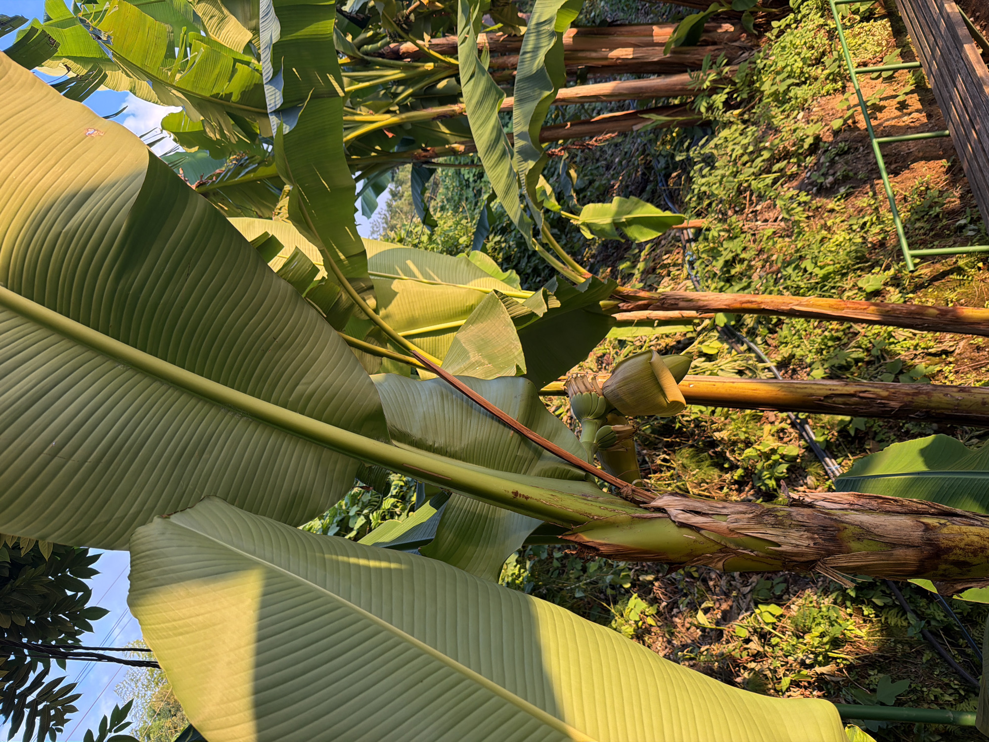 The image shows a close-up view of banana trees in Buknari, Georgia. The sun is setting, casting a warm glow on the large, green banana leaves. In the foreground, a banana tree trunk is visible, with some of its fibrous outer layers peeled away. A banana flower bud is also visible, hanging downwards. In the background, more banana trees and lush green vegetation can be seen, with a wooden walkway and a green railing suggesting a park or garden setting. The sky is visible at the top of the image, with some clouds. There are no people or animals in the image. The scene appears tranquil and natural.