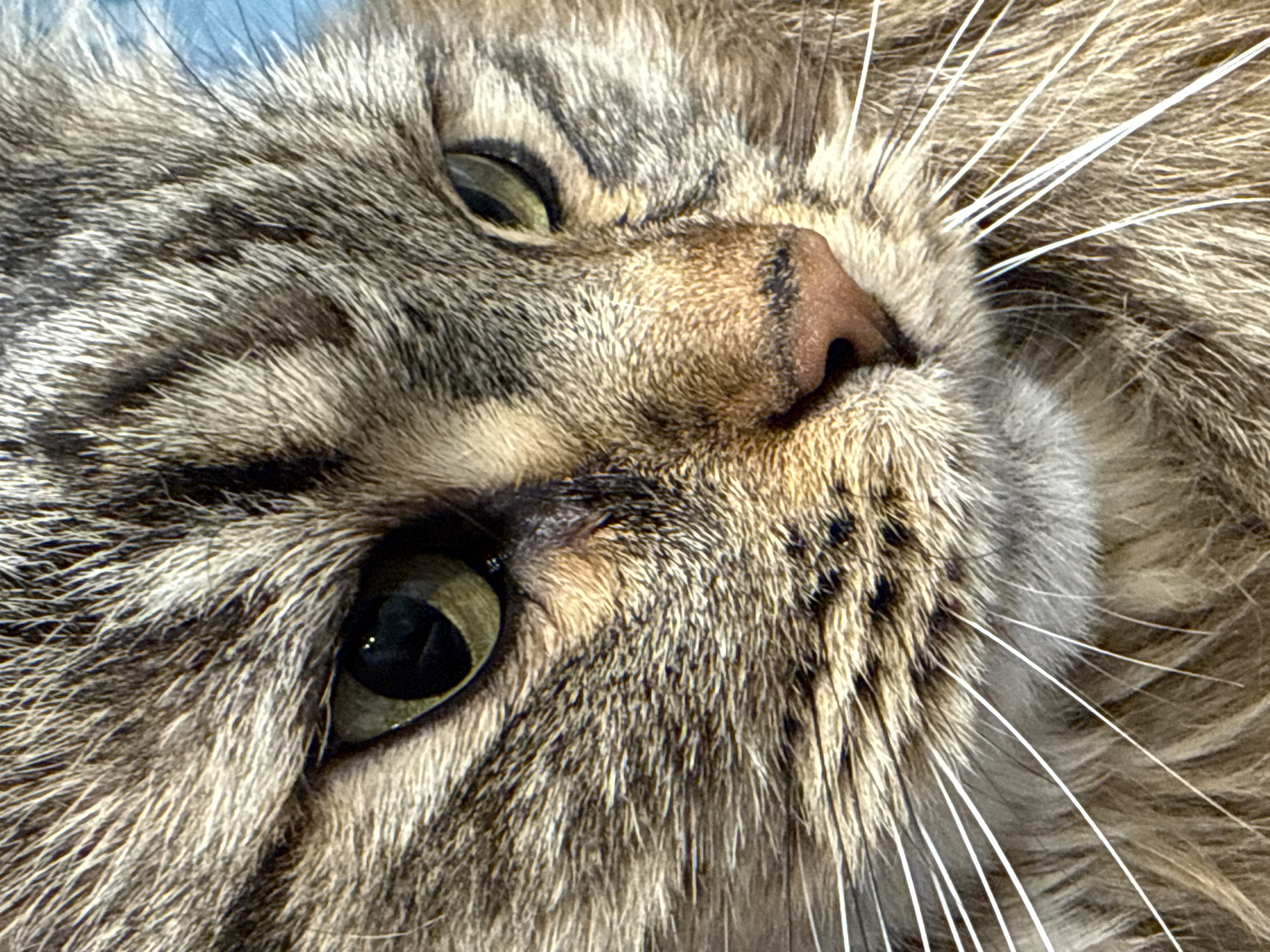 Close-up shot of a brown tabby cat's face, featuring the nose, whiskers, and eyes. The cat has light green eyes with black pupils. The background shows a hint of blue, possibly the sky. There is no evidence to suggest the location is Izhevsk, Russia.