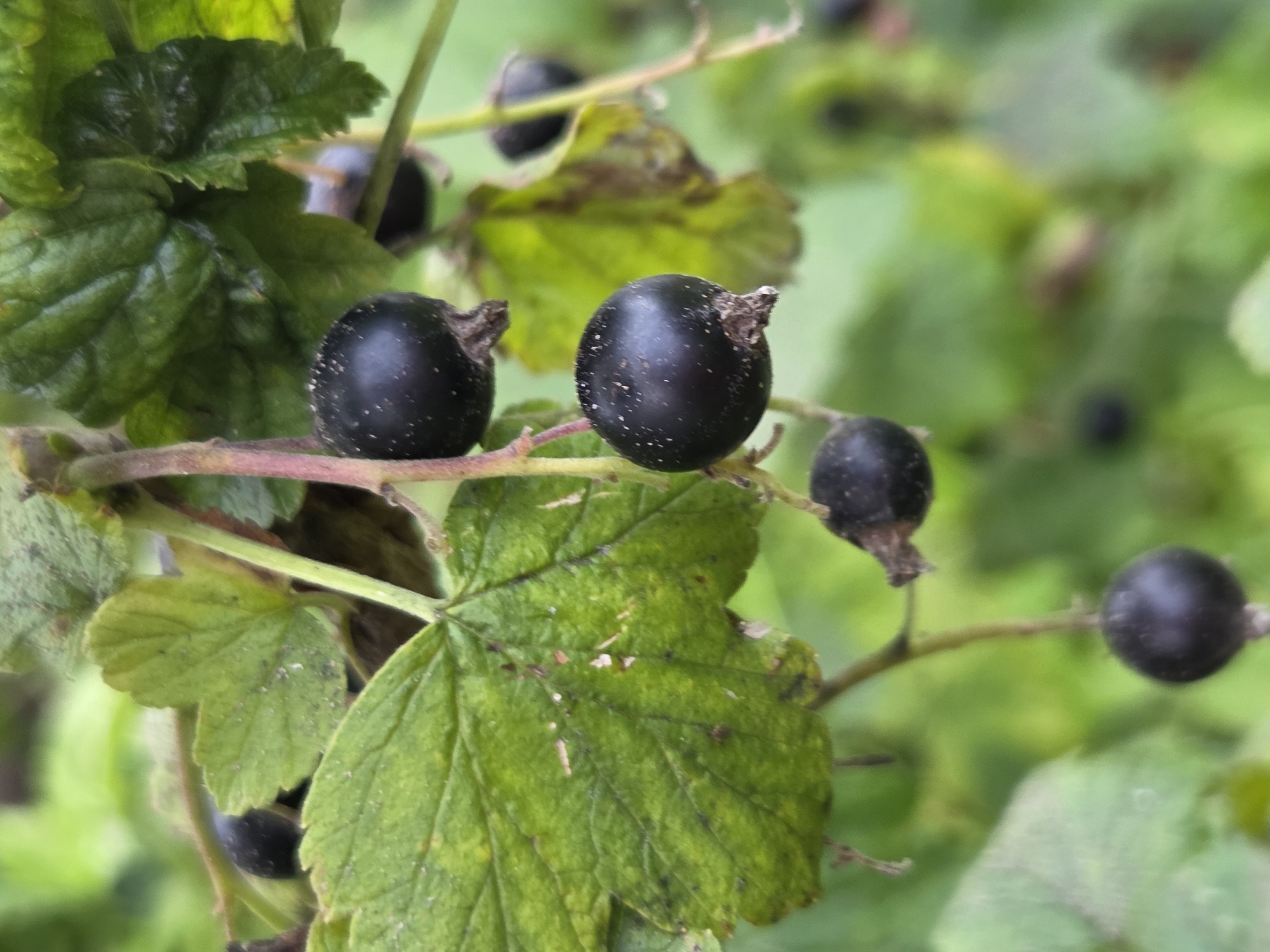 The image is a close-up, eye-level shot of black currants growing on a bush. The currants are dark purple-black and appear ripe, with some white specks visible on their surfaces, likely dust or pollen. They hang in clusters from thin, reddish-brown stems. Several green leaves are visible in the background, some of which are partially in focus while others are blurred. The overall impression is of a natural, outdoor setting, likely a garden or an area where berry bushes are cultivated. The lighting suggests it is daytime, with soft, diffused light. There is no indication of the city of Frolovo, Russia, in the image.