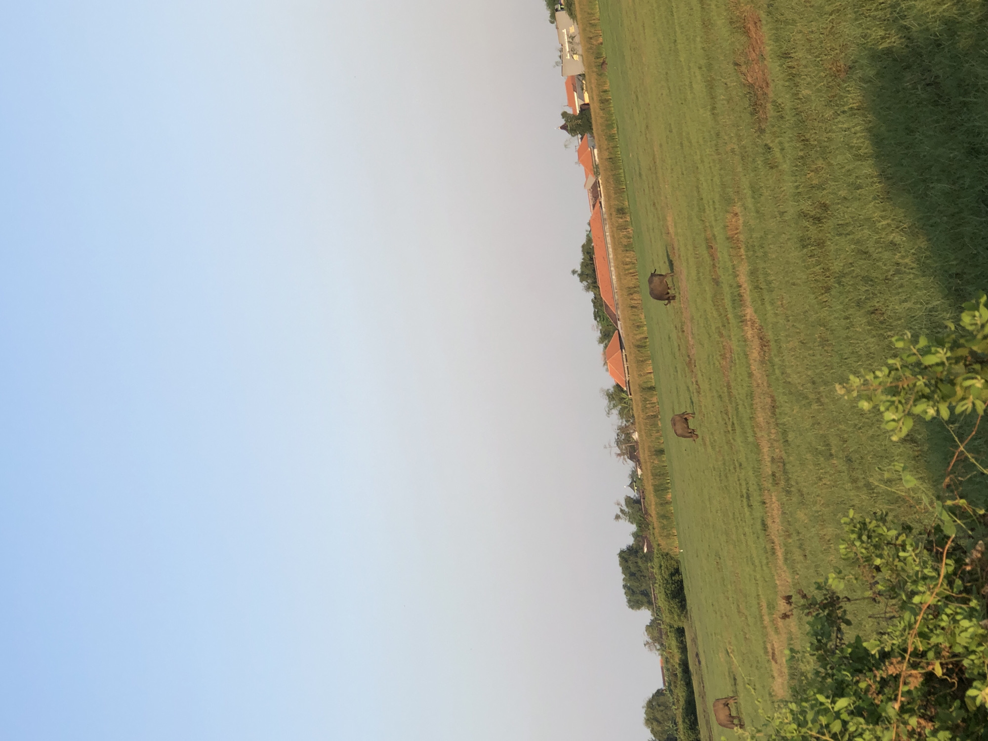 In the city of Glagah Arum, Indonesia, a wide, grassy field slopes gently upwards. The sky above is a pale, clear blue. In the middle ground, scattered across the field, are four water buffalo, each grazing independently. Behind them, a line of trees and vegetation separates the field from a cluster of buildings with orange-tiled roofs. The foreground is dominated by the lush green of the grass and the presence of some leafy branches.