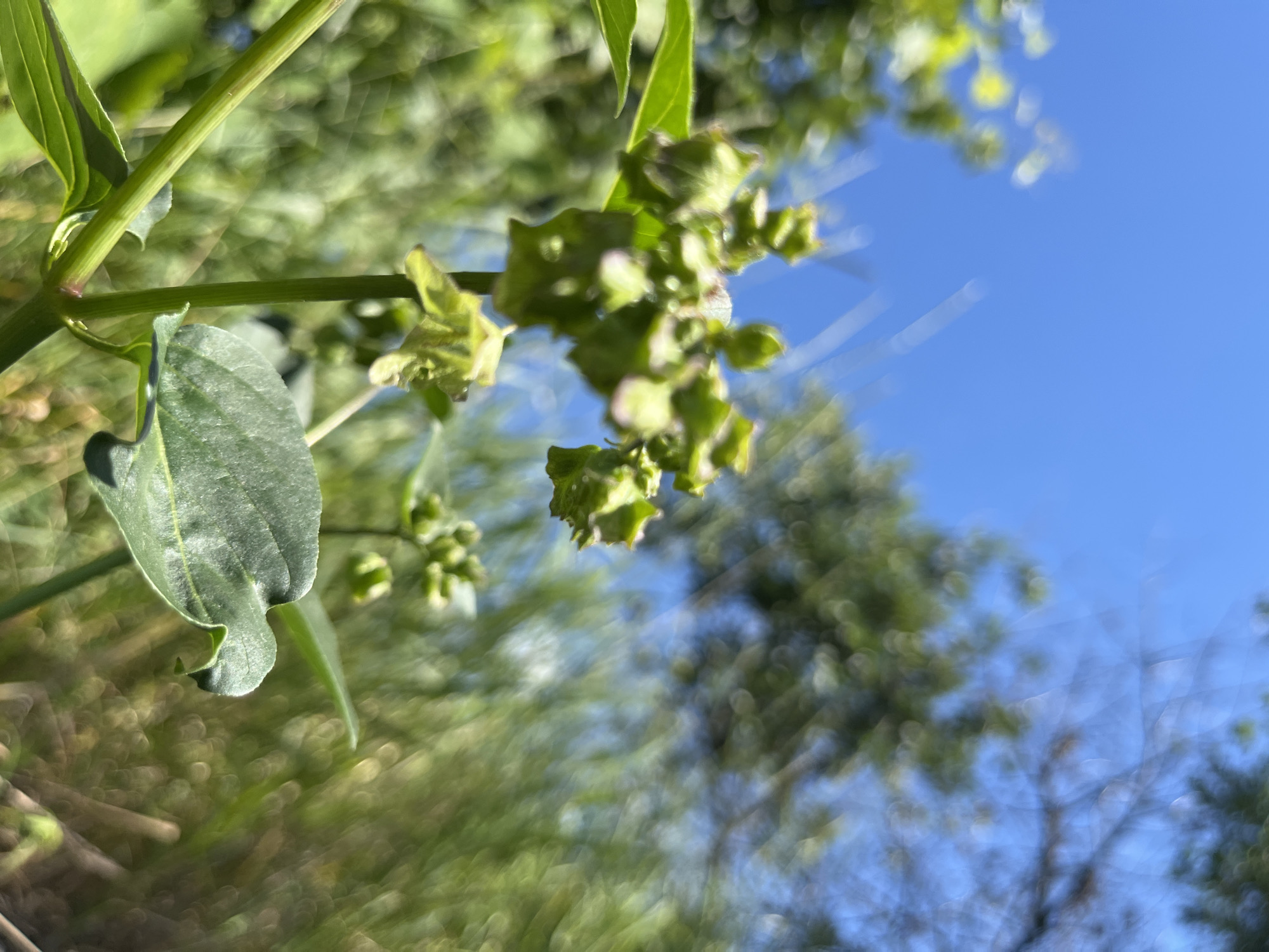 The image shows a close-up, low-angle view of a flowering plant with green leaves and small, green, bud-like structures. The plant is set against a background of a bright blue sky and out-of-focus green foliage, with bokeh effects visible, suggesting a shallow depth of field. The scene appears to be outdoors in a natural setting. There are no people or man-made structures immediately visible. The focus is on the plant's delicate details, with its stem and leaves sharply defined in the foreground. The overall impression is one of nature bathed in sunlight. There is no identifiable information in the image to suggest a specific location within the city of Dnipro, Ukraine.