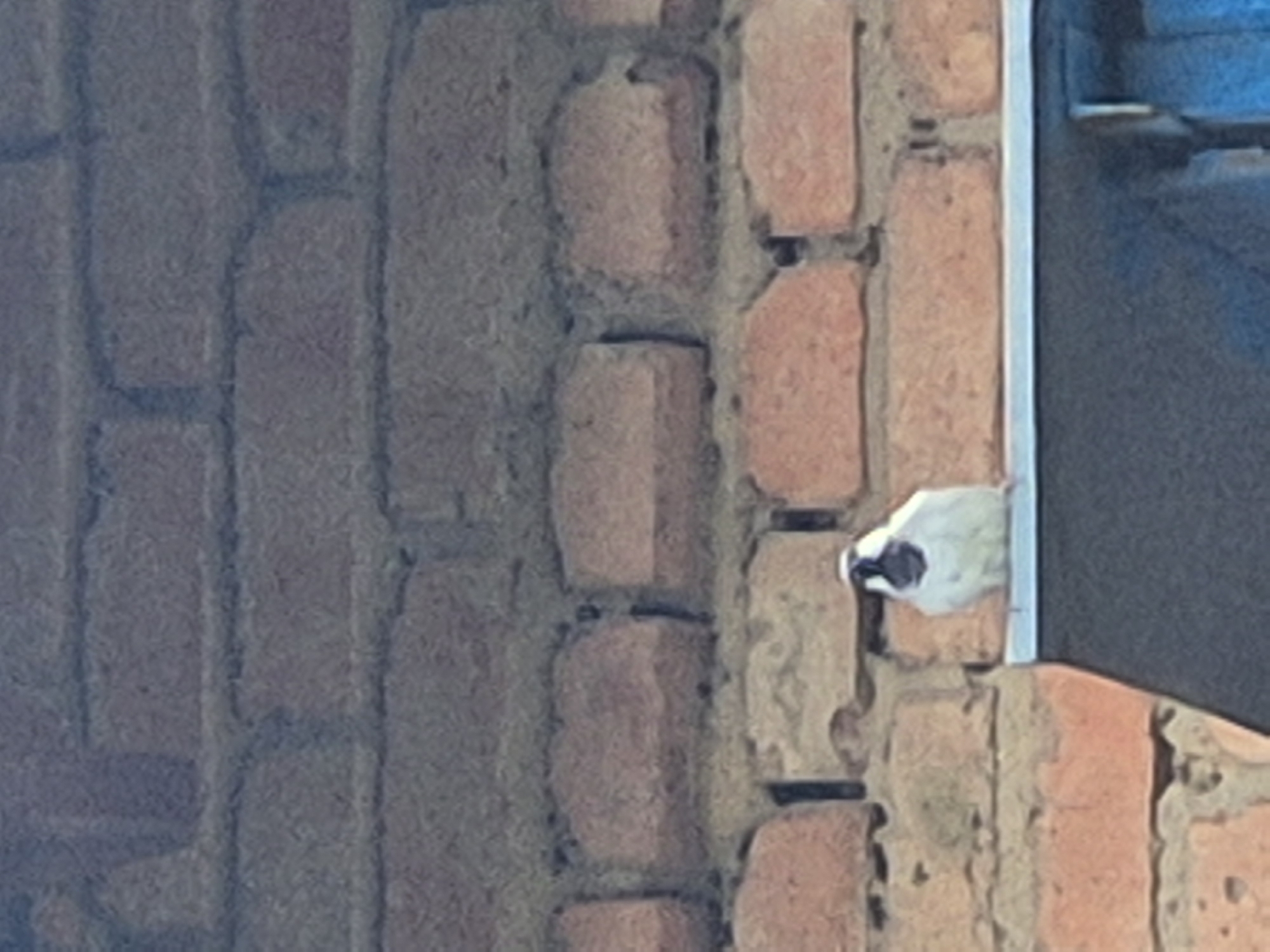 A small bird with white plumage and black markings on its head sits on a horizontal surface against a brick wall. The bird is facing forward. The brick wall is made of red bricks and is visible in the background. A dark, angled surface is in the foreground, below the bird. The image appears to have been taken outdoors. The location is the city of Sozonivka, Ukraine.