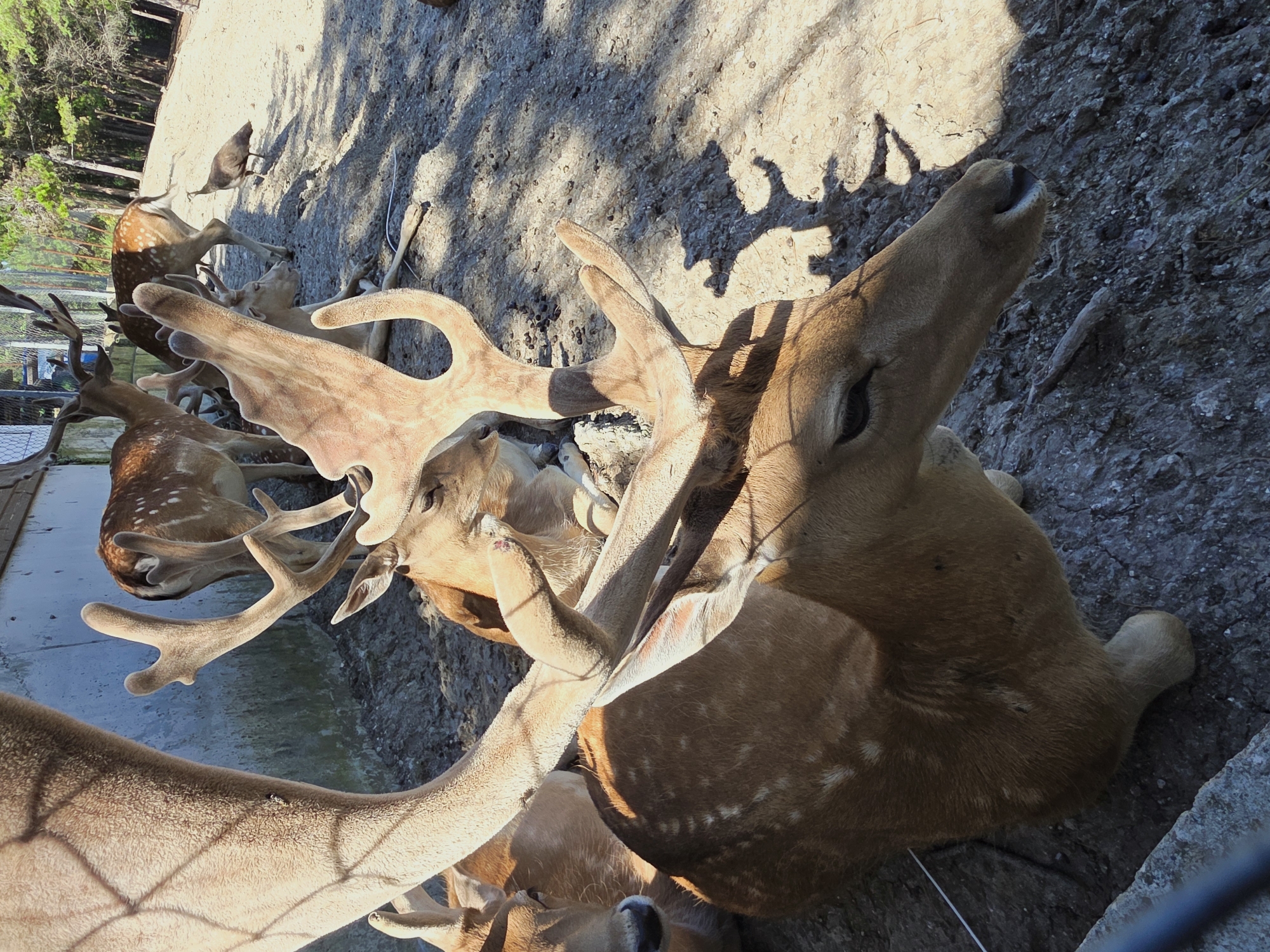 In a sandy enclosure with trees in the background, a herd of fallow deer are resting and standing. In the foreground, a large fallow deer with impressive antlers is lying down, with its head resting on the ground. Another fallow deer is visible to its left, also lying down. In the middle ground, more fallow deer are standing, one with its back to the viewer, displaying its spotted coat. A bird, possibly a peacock, is walking on the sandy ground in the background. The scene appears to be a wildlife park or zoo, possibly the Hadzhidimovo Zoo in Bulgaria, which is known for its collection of deer. The lighting suggests it is a sunny day, with shadows cast by the trees and deer.
