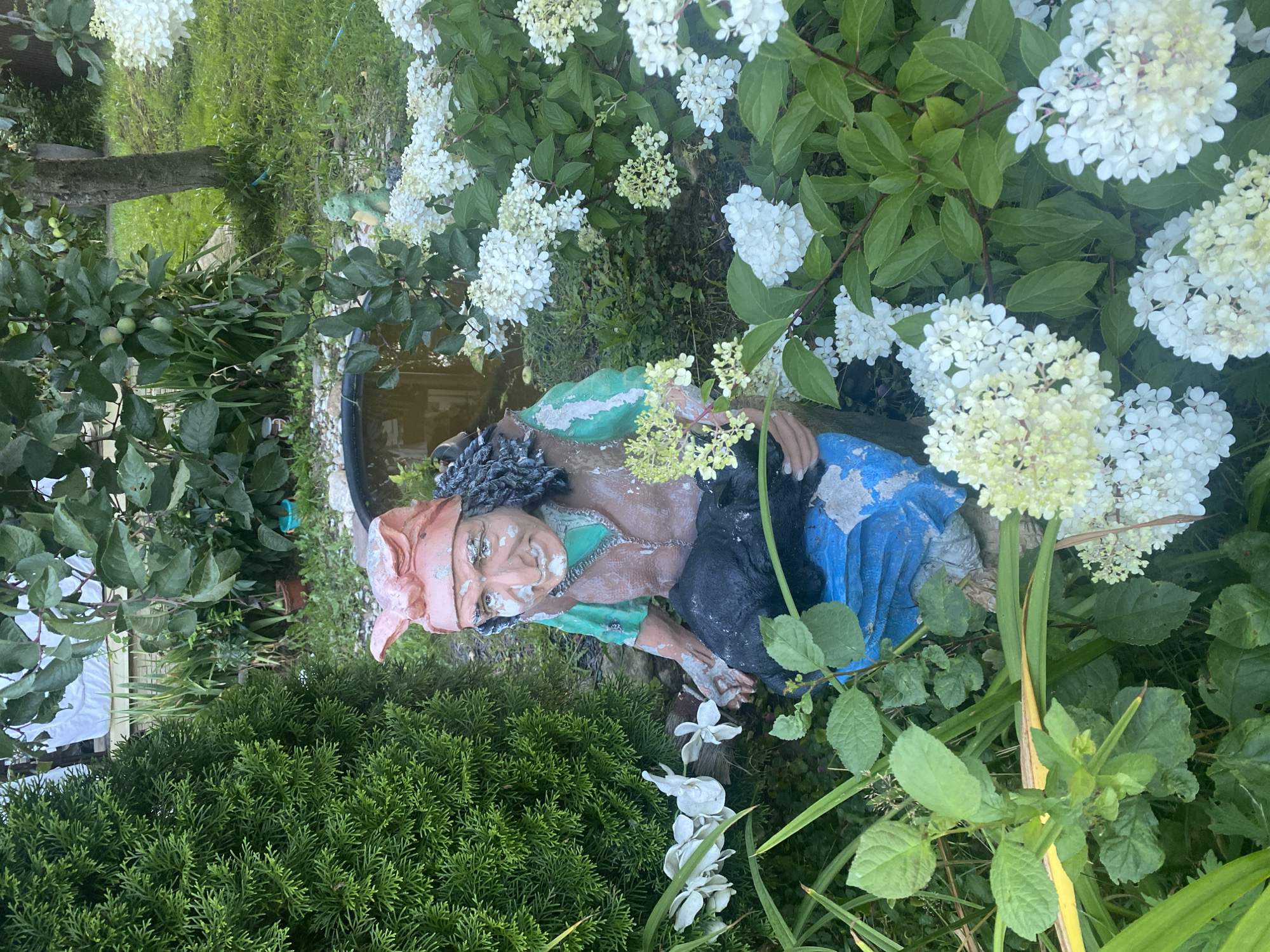 The image depicts a garden gnome situated amongst lush greenery and white hydrangeas. The gnome, with a weathered appearance, is dressed in a pink headscarf, a green shirt, and a brown vest. It is holding a black cat, with a blue garment visible beneath. The gnome is positioned to the left of a dark, circular water feature, possibly a small pond, which is surrounded by pebbles and vegetation. In the background, a tree with green fruit hangs overhead, and a wooden structure is partially visible. The setting appears to be a suburban garden, consistent with a residential area like Митино, Russia.
