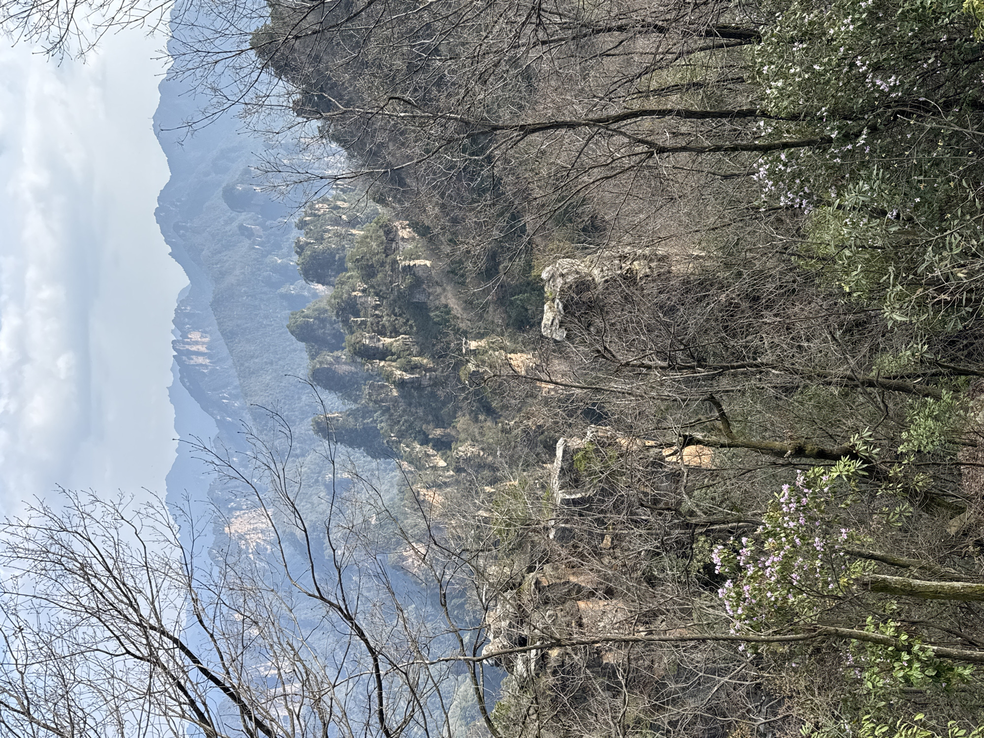 This image depicts a mountainous landscape within the Wulingyuan scenic area of China. The foreground is dominated by a dense network of bare, slender tree branches and trunks, indicative of late winter or early spring. Among these, several shrubs with light green foliage are visible, along with two distinct clusters of small, pale purple flowers. Scattered, rugged rock formations are partially visible through the foreground vegetation. The midground showcases numerous towering, pillar-like sandstone karst pinnacles, heavily vegetated with trees and shrubs, ascending sharply from the terrain. In the background, successive layers of hazy, blue-tinted mountain ranges extend to the horizon under an overcast sky. No individuals, discernible actions, or man-made objects are present.