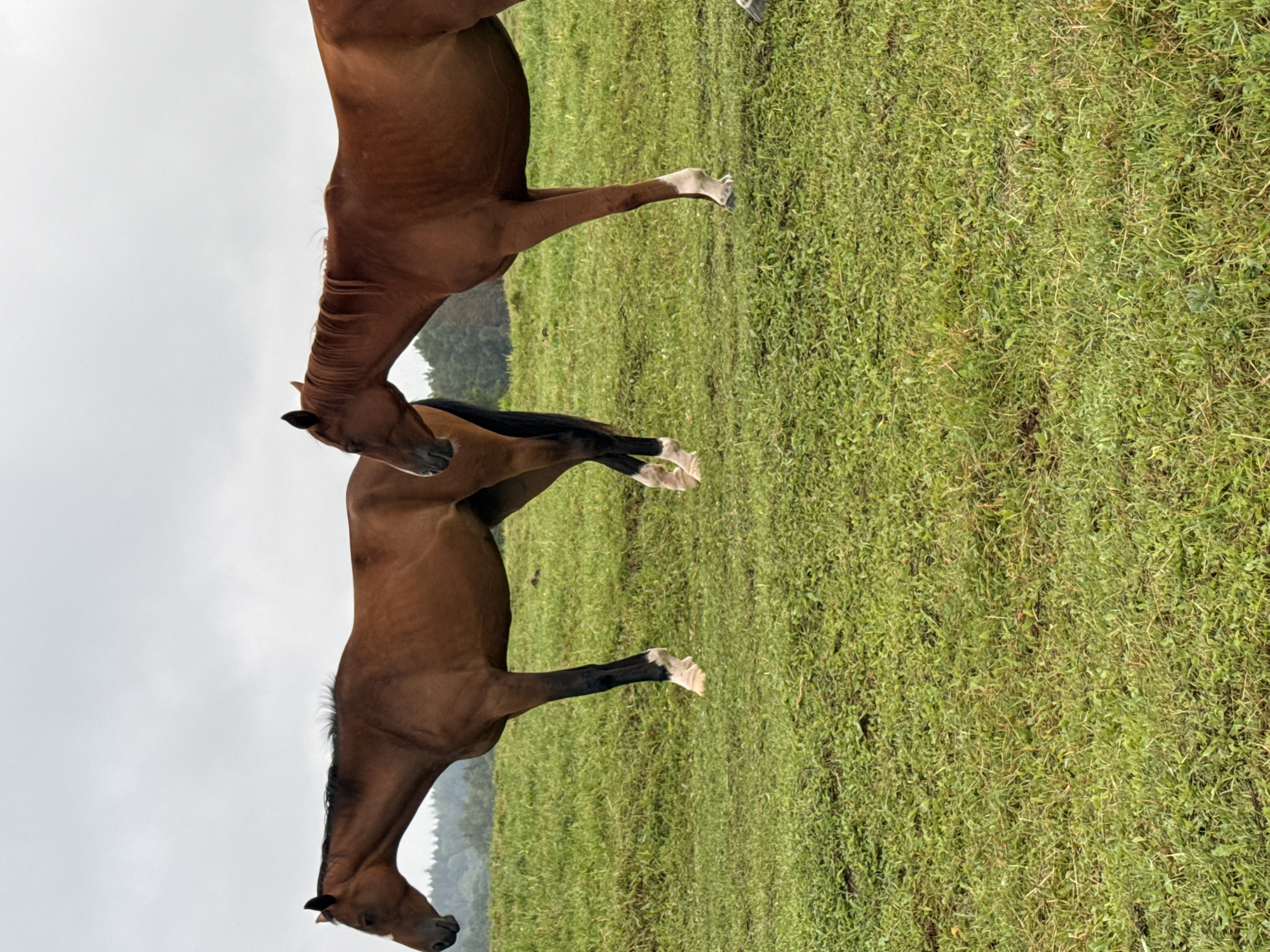 Two brown horses stand side-by-side in a grassy field under an overcast sky. The horse on the left is facing left, with its head lowered slightly. It has black lower legs with white markings on its hooves. The horse on the right is facing the left horse, with its head raised and turned towards the other animal. Its lower legs are a similar dark color with white markings on the hooves. The field is covered in green grass, and a line of trees can be seen in the background. The location is a rural area in Galinė, Lithuania.