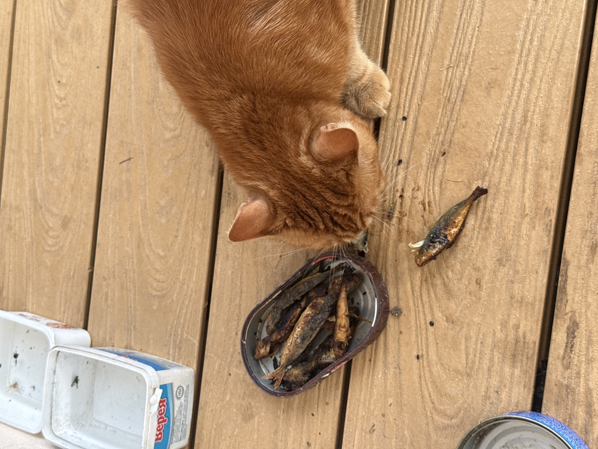 An orange cat is eating small, cooked fish from a tin can on a wooden deck. Two white plastic containers, one with a blue label, are also visible on the deck. The scene appears to be outdoors on a sunny day, with shadows cast by the cat and the containers. The wooden planks of the deck are weathered and show signs of wear. The overall setting is consistent with a residential outdoor space, potentially a balcony or patio.