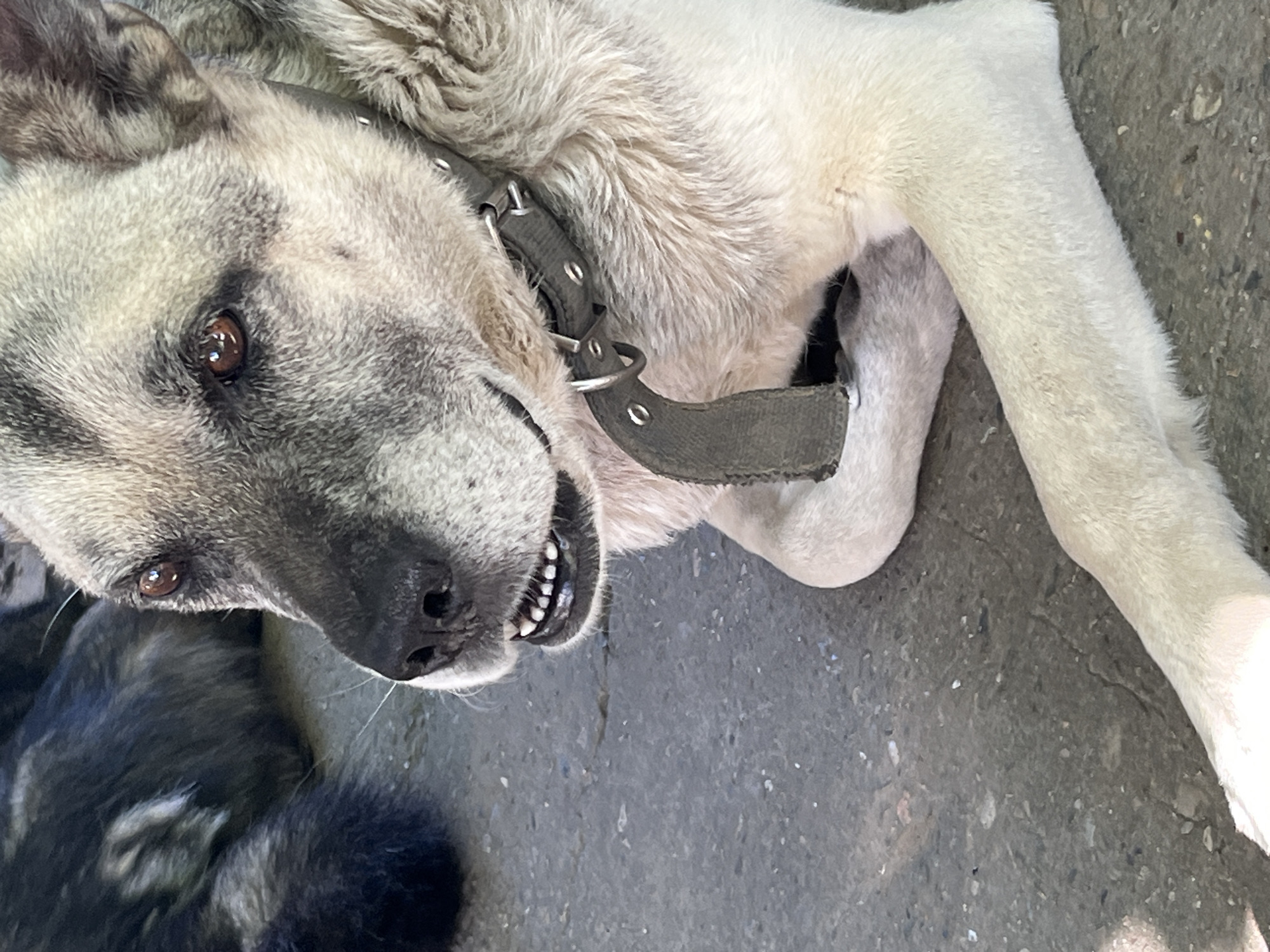 The media file is a close-up, low-angle shot of a light-colored dog with dark markings around its eyes and muzzle. The dog is lying on a grey, rough-textured surface that appears to be asphalt or concrete. It is wearing a dark grey collar with metal studs. The dog's mouth is slightly open, revealing its teeth. The lighting suggests it is daytime, possibly sunny. The dog's gaze is directed towards the camera. In the lower left portion of the frame, a dark-colored animal, possibly another dog or a cat, is partially visible, lying close to the main subject. The overall scene appears to be outdoors in an urban or semi-urban environment. The dog's expression could be interpreted as relaxed or slightly playful. There is no visible text in the image. The location context provided is Krasnyye Barrikady, Russia, but there are no specific visual cues within the image to confirm this location.