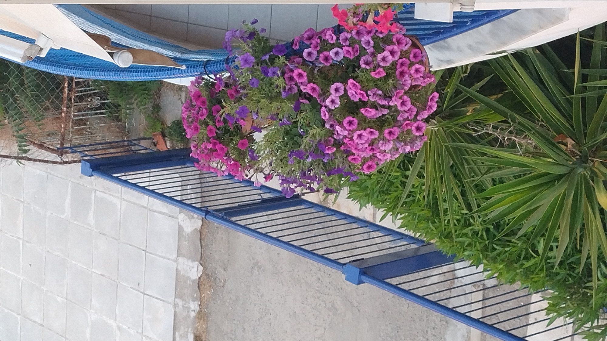 The image depicts a balcony scene in Neoi Epivates, Greece, featuring a profusion of pink and purple petunias cascading from a pot. The flowers are the central focus, their vibrant colors creating a lively display. Below the flowers, a blue metal shelf with horizontal slats is visible, suggesting it is used for storage or as a decorative element. A portion of a blue and white striped hammock is also present, hinting at a relaxation area.
In the background, a wire mesh fence can be seen, along with greenery from various plants, including what appears to be a yucca plant with its characteristic spiky leaves. The ground is tiled with square, light-colored tiles, and a concrete area is also present. The scene suggests a warm, possibly sunny day, with the lushness of the plants indicating a favorable climate. The overall impression is one of a well-maintained outdoor space, likely a balcony or patio, designed for enjoyment and adorned with blooming flowers. There is no visible text in the image.