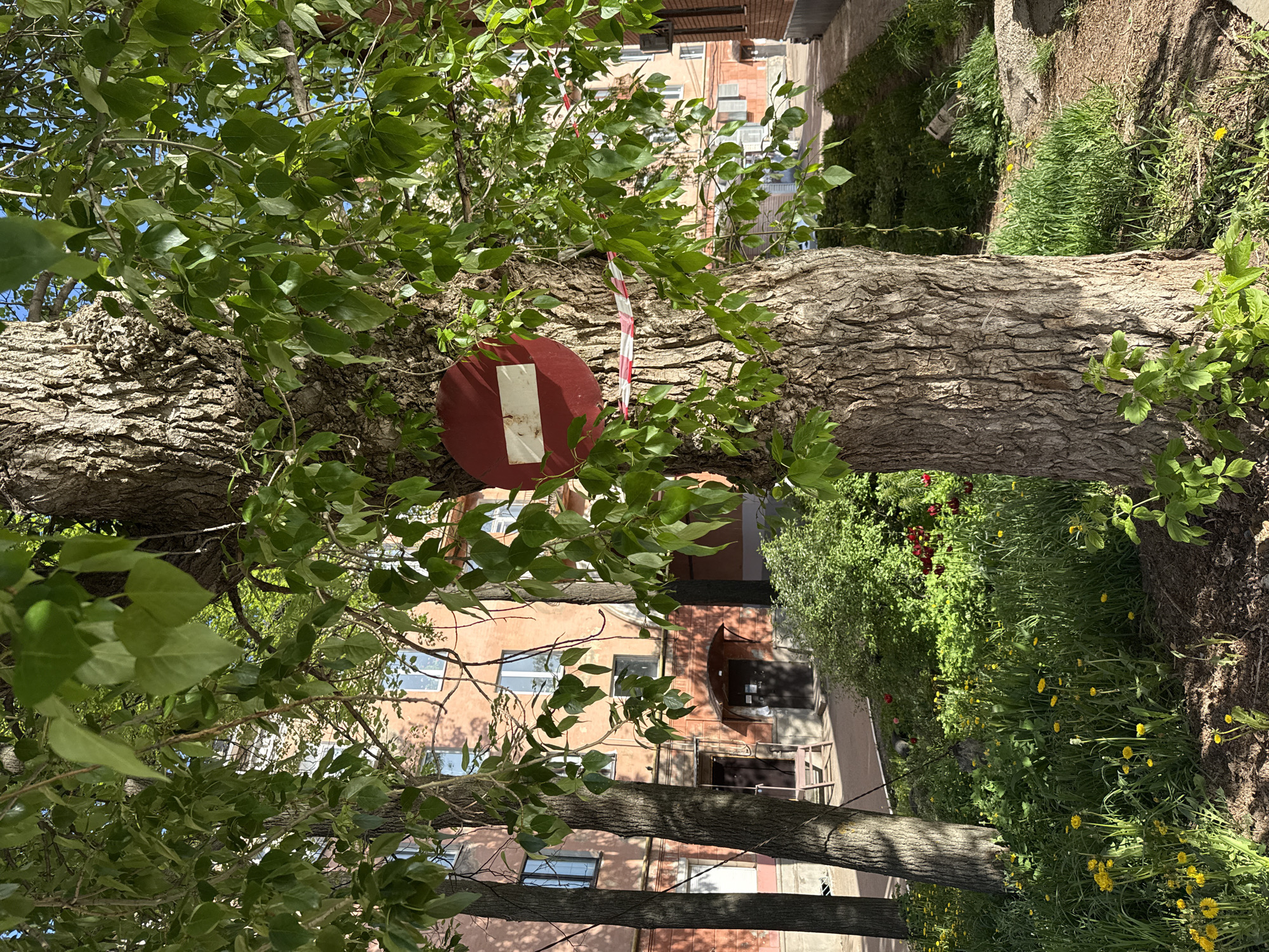 A daytime, exterior shot depicts a tree in Votkinsk, Russia, with a red-and-white prohibition sign attached to its trunk. The tree is surrounded by green foliage, and another tree trunk is partially visible at the bottom left. In the background, a multi-story building with windows is visible, along with some grass and flowers. A red-and-white striped tape is wrapped around the tree trunk near the sign. The image is oriented sideways.