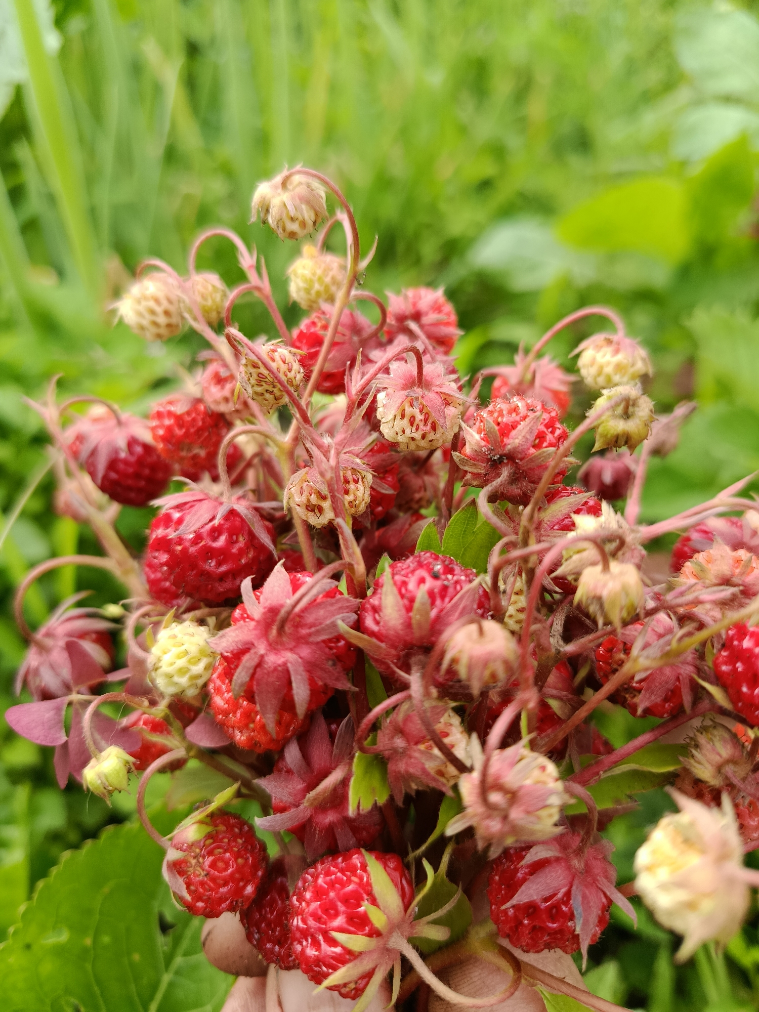 A close-up, eye-level shot showcases a cluster of wild strawberries, some ripe and red, others unripe and greenish-yellow. The strawberries are on thin, wiry stems with small, reddish-pink sepals. The background is a blur of green foliage, suggesting an outdoor, natural setting. The image is bright with natural lighting. There are no people or buildings visible. The image location is not specified.