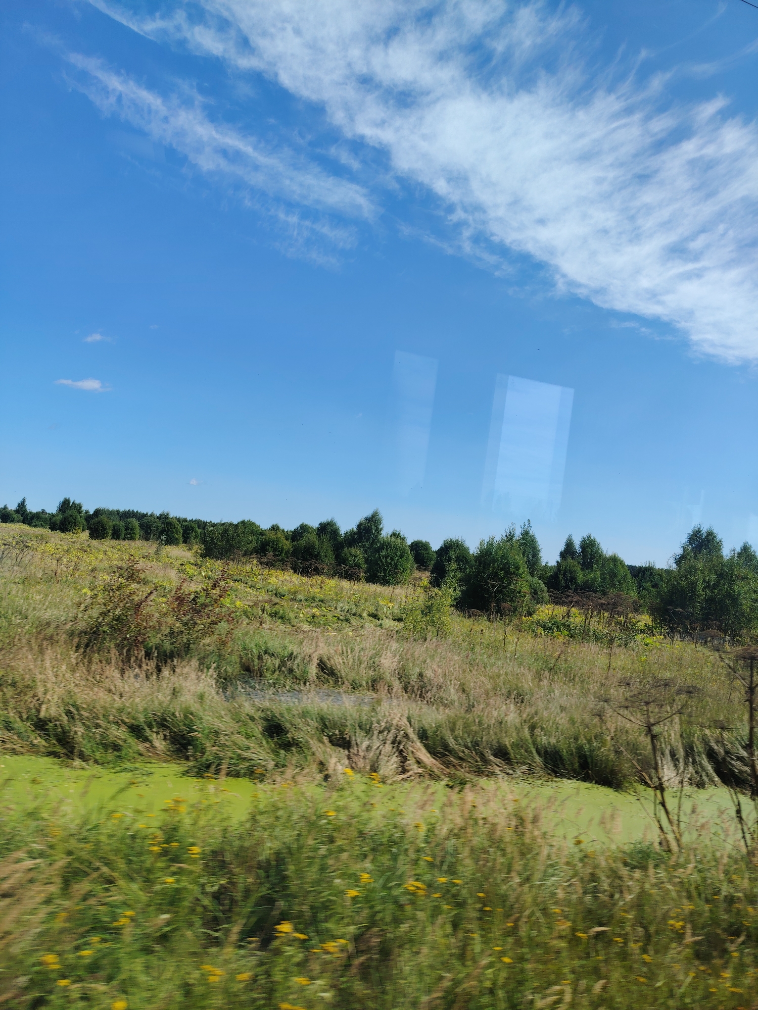 The image depicts a natural landscape under a bright blue sky with wispy white clouds. The foreground is dominated by tall, dry grasses and some scattered yellow wildflowers. A body of water covered in bright green algae is visible in the middle ground, surrounded by more vegetation. Beyond the water, a line of dense green trees forms a treeline. The scene appears to be an outdoor, rural environment. There are no people or man-made structures immediately apparent, though reflections on what appears to be a window suggest the photo may have been taken from inside a vehicle. The location is identified as Spas-Zaulok, Russia.