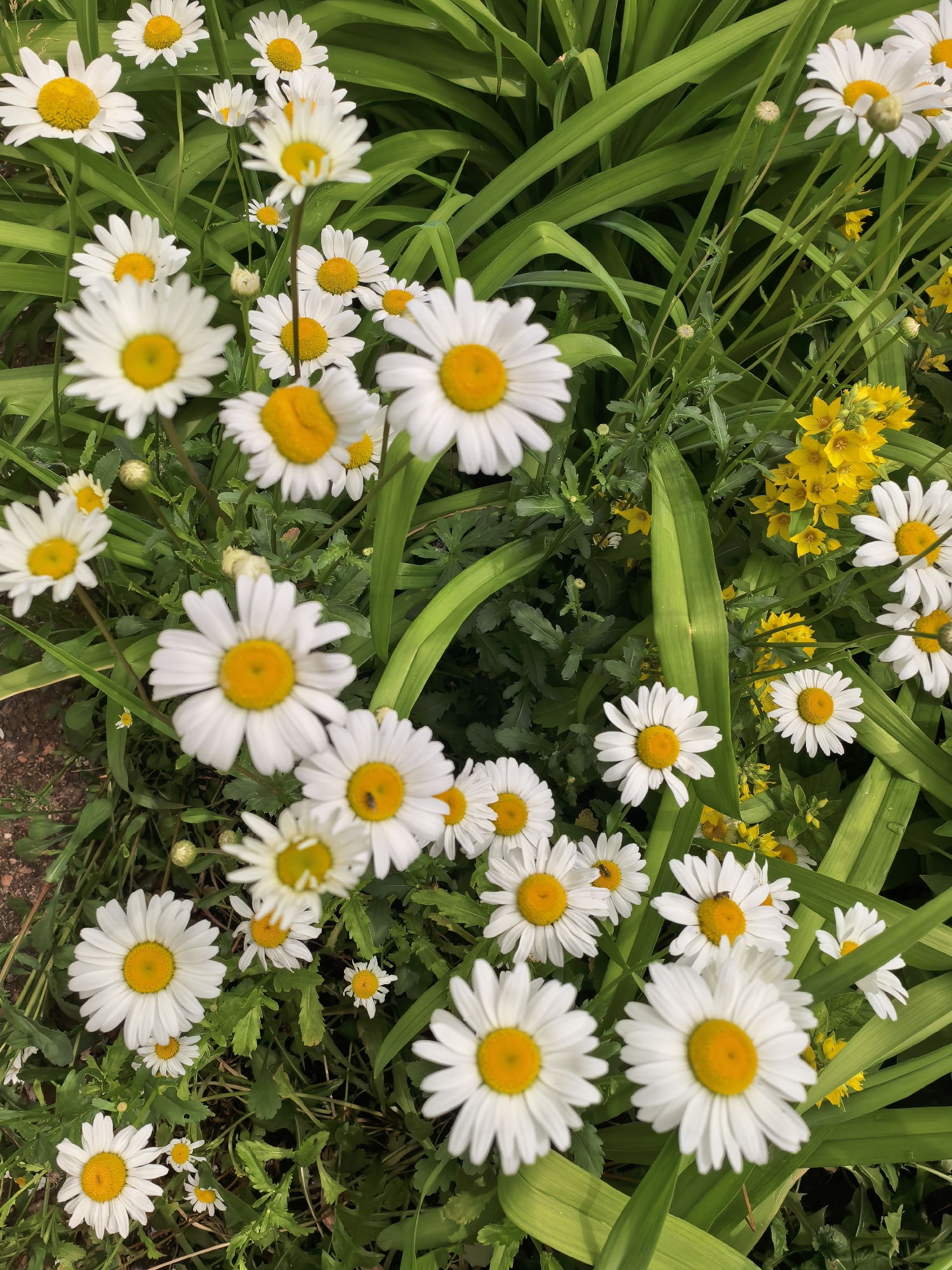 The image displays a lush, overhead view of a vibrant garden scene, predominantly featuring numerous white daisies with bright yellow centers. The flowers are in full bloom, scattered densely across the frame, showcasing their classic two-toned appearance. Surrounding and intermingling with the daisies is abundant green foliage, including broad, sword-like leaves and smaller, more intricate leaves belonging to the daisy plants themselves.
Clusters of smaller, intensely yellow flowers are also visible, particularly on the right side and in the background, adding a rich contrast to the white and green. The natural light suggests a clear daytime setting, highlighting the fresh colors of the blossoms. A few tiny insects are visible resting on the yellow centers of some daisies, indicating the natural interaction within the floral environment. The perspective creates a sense of being immersed in the flowerbed, with a pleasant depth of field where some daisies are sharply focused in the foreground and others gently blur into the background. This lively garden scene is located in Sterlitamak, Russia, exuding a peaceful and natural beauty. There is no visible text in the media file.