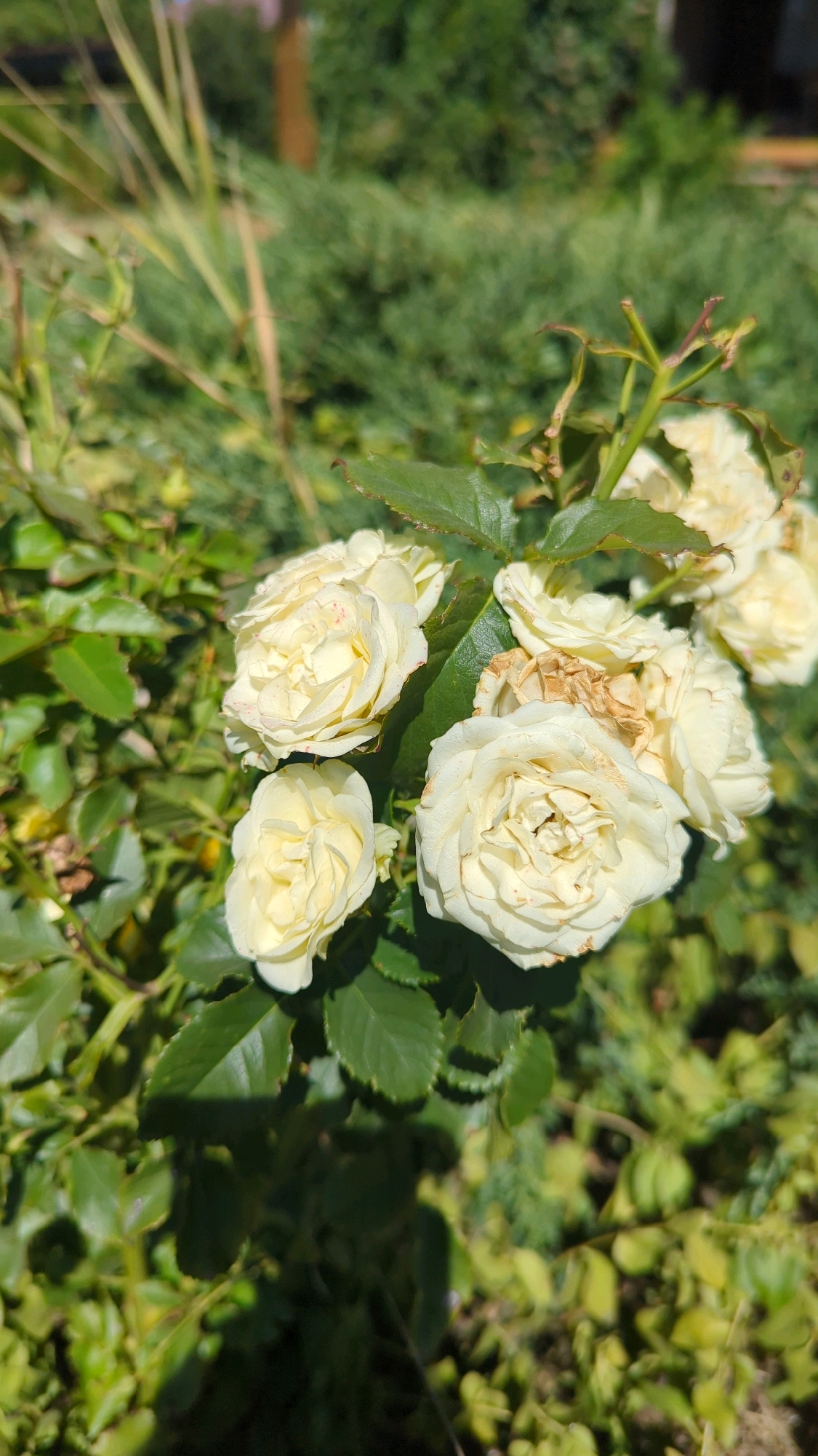 A close-up, sunlit photograph showcases a cluster of creamy white roses with subtle pink tinges on their petals, nestled among dark green foliage. Some of the roses appear fully bloomed, while others are in various stages of opening. The background is a soft blur of more green leaves and distant vegetation, suggesting an outdoor garden setting. The lighting indicates it is daytime, likely mid-morning or afternoon, given the bright illumination and defined shadows. There are no people or animals visible in the frame. The image appears to be taken in the city of Bolshoy Log, Russia, based on the context provided.