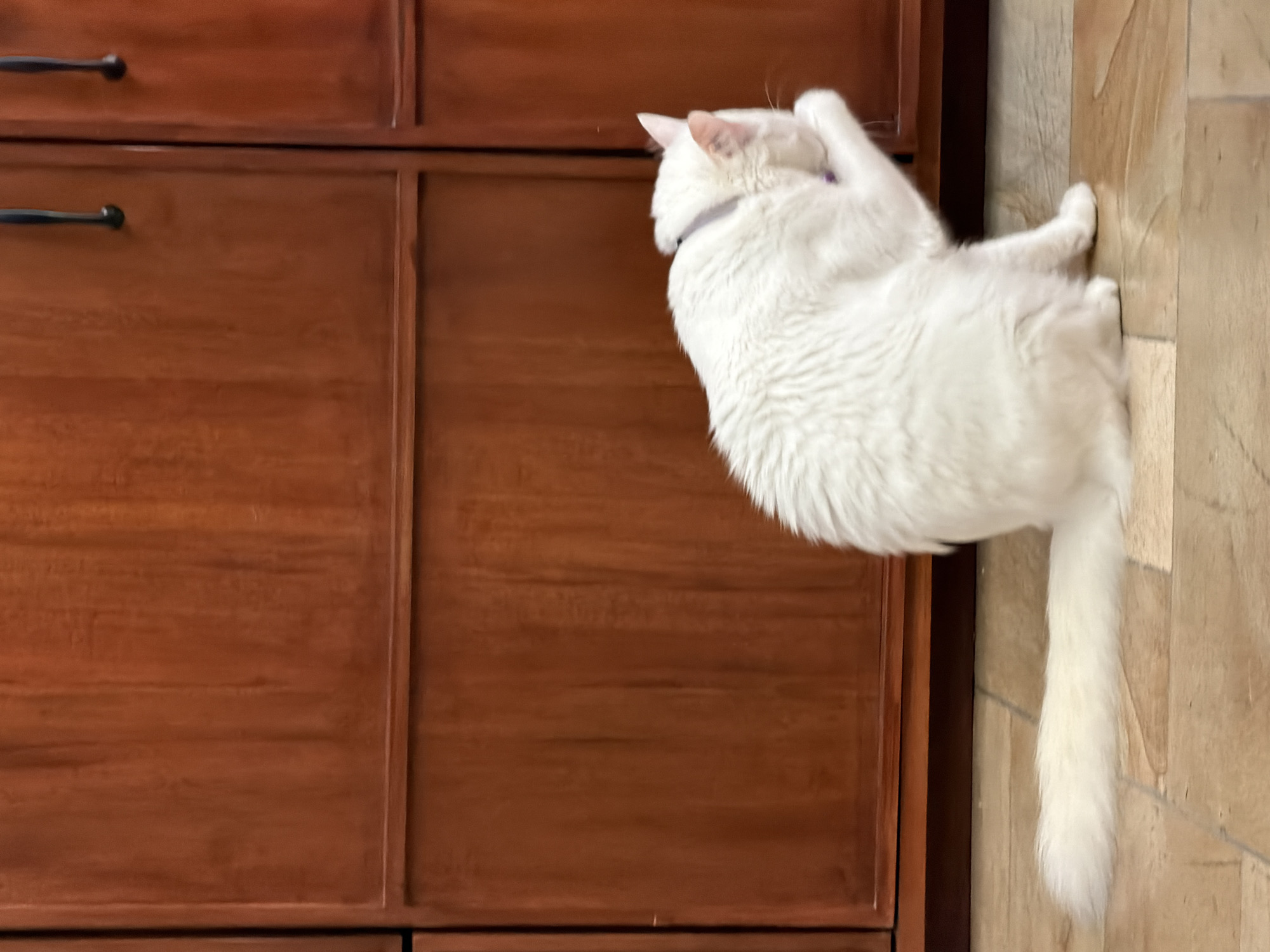 A full-bodied white cat is situated on the right side of the image, adjacent to a reddish-brown wooden dresser on the left. The cat is grooming, with one paw raised towards its face. The cat's tail extends downwards towards the bottom edge of the frame. The scene is indoors, and the floor appears to be tiled. The specific location in Ungasan, Indonesia is not discernable from the image.
