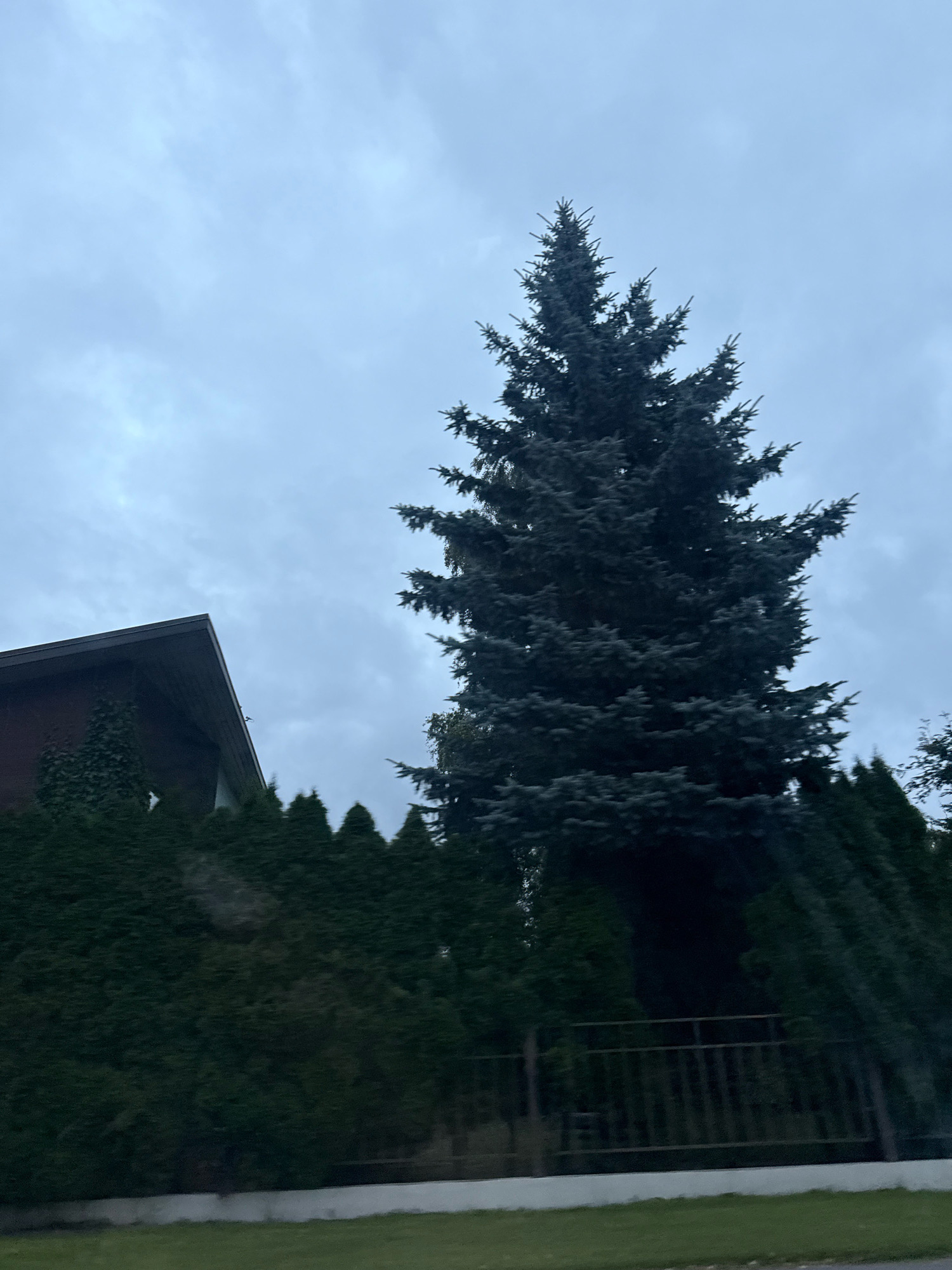 An overcast day is captured in a medium shot, showcasing a tall, dark evergreen tree dominating the right side of the frame. To the left, the corner of a brown-roofed building with a dark brown facade is visible, partially obscured by dense green hedges and another smaller evergreen tree. A dark metal fence runs horizontally across the middle ground. The foreground features a strip of green grass. The image appears to have been taken in an urban or suburban setting within Tallinn, Estonia, given the architectural style and landscaping. There are no people or discernible activity captured in the scene.
