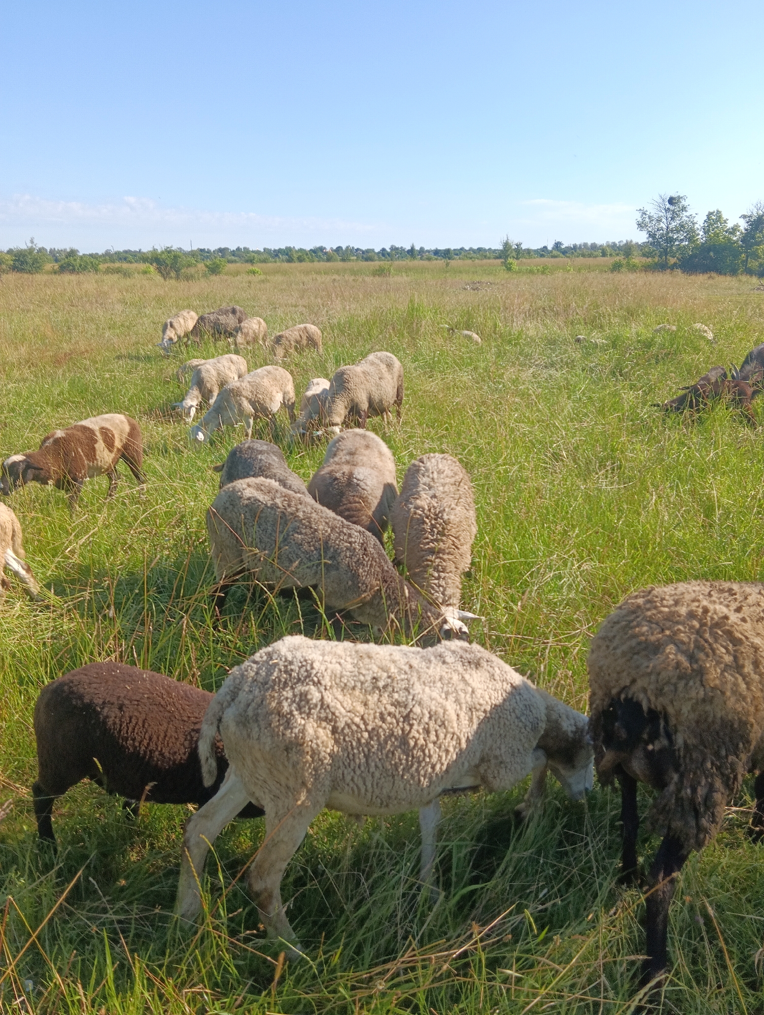 In a grassy field under a clear blue sky, a flock of sheep graze. The sheep are of various colors, including white, brown, and black. Some are in the foreground, while others are further back in the field. The grass is tall and green, and there are some scattered trees in the background. The sun is shining, casting shadows on the ground. The scene is peaceful and idyllic.