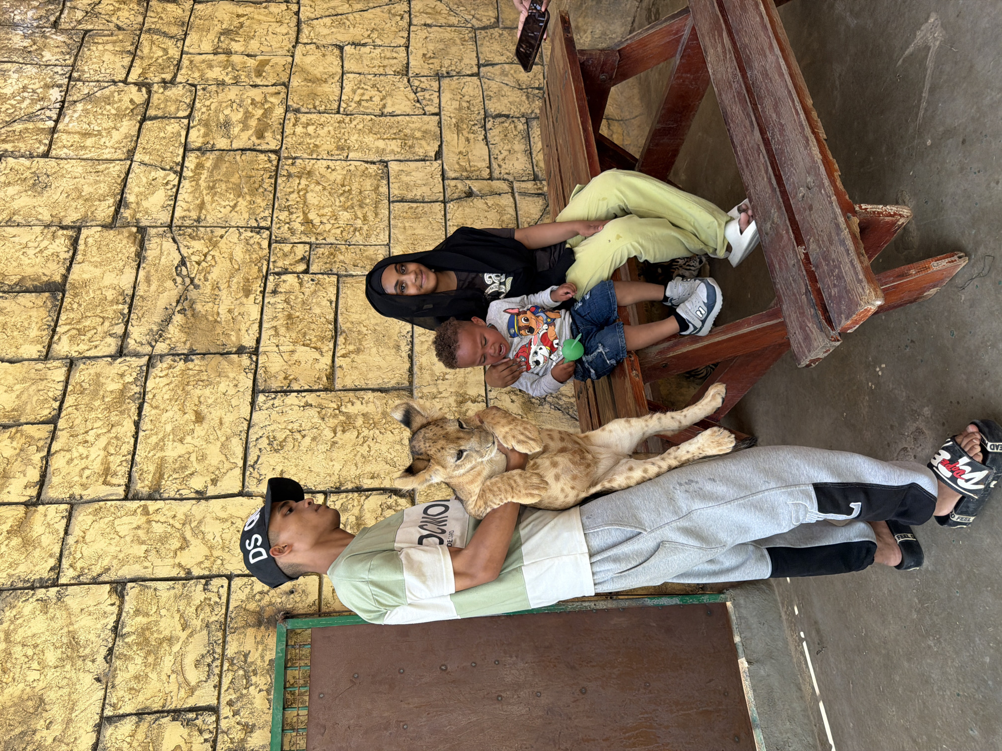 In Sheikh Zayed, Egypt, a young man in a green and white striped t-shirt and grey sweatpants holds a lion cub. The man wears a black baseball cap with "DS Q" printed on it and black and white slides. A young child wearing a grey Paw Patrol t-shirt and denim shorts sits on a wooden picnic table. Next to the child, a young woman in a black hijab and light green pants sits on the same table. Behind them, a textured yellow brick wall forms the background. To the left of the scene, a brown metal door with a green frame is visible. The ground is a concrete surface.