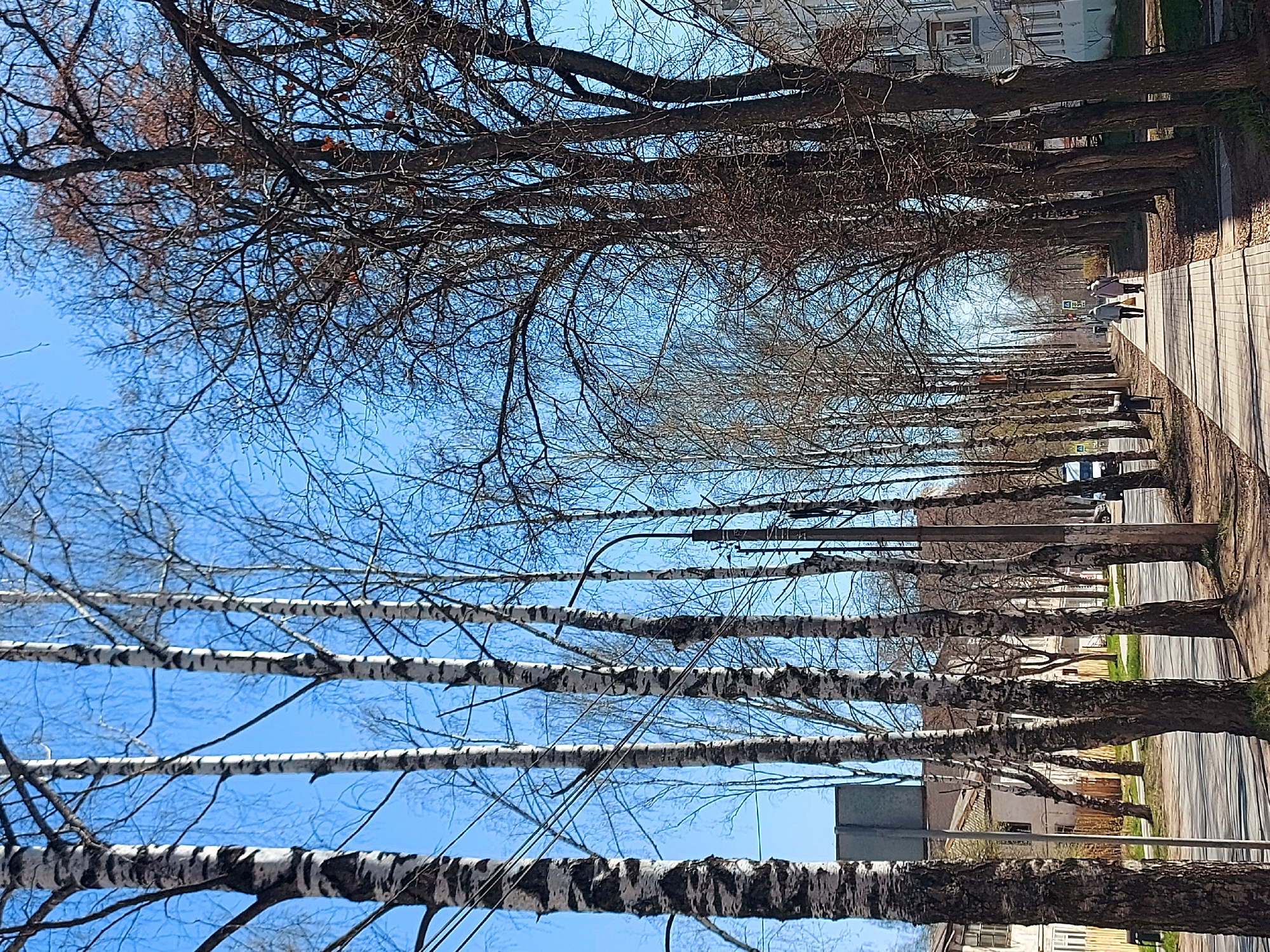The image shows a row of trees along a sidewalk in Chaikovsky, Russia. Some of the trees are birch, recognizable by their distinctive white bark with black markings. The trees are bare, indicating a time of year with no leaves. A paved sidewalk runs alongside the row of trees. Two people are walking in the distance. In the background, buildings are visible. The sky is blue.