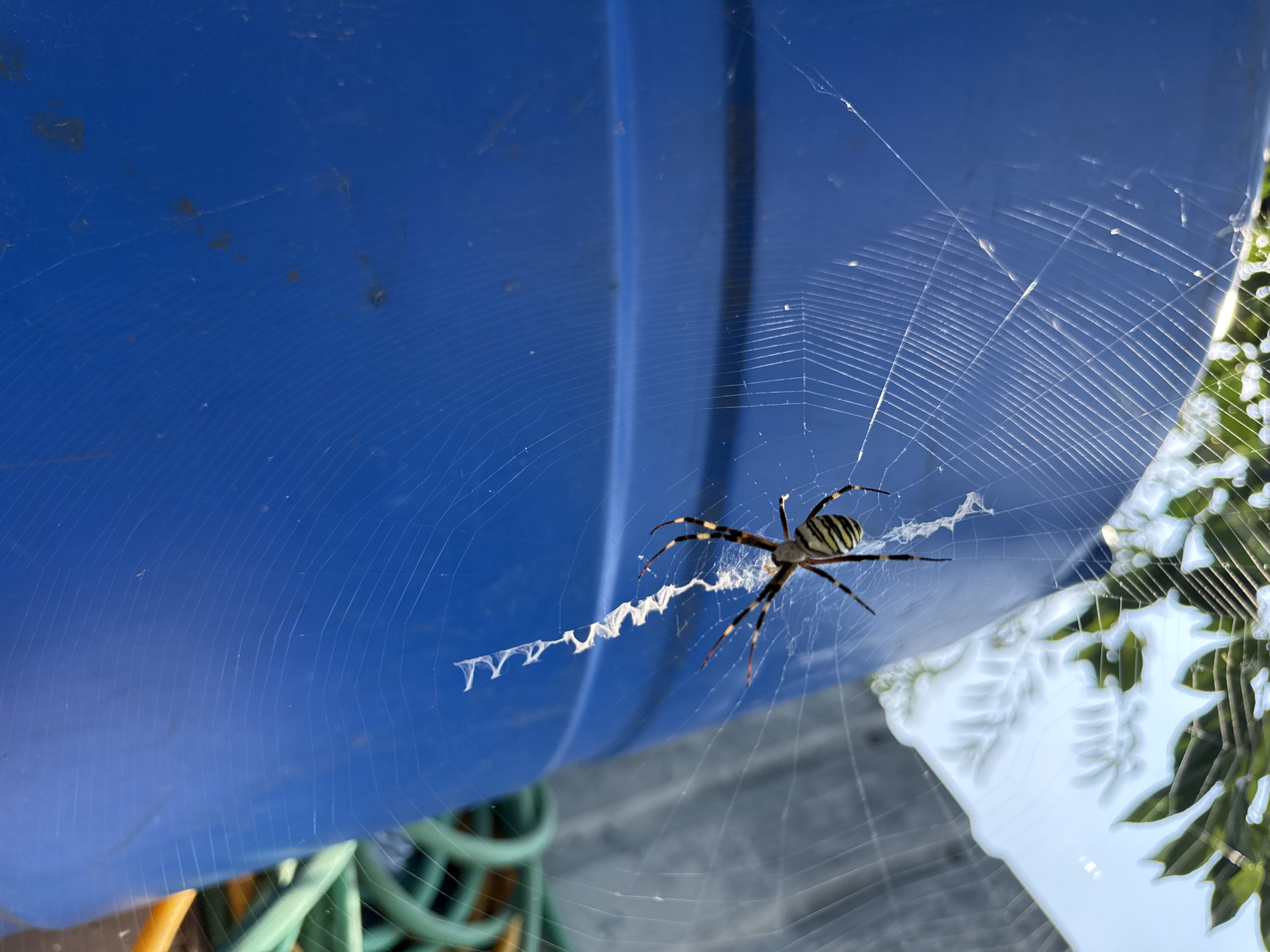 A wasp spider is perched in the center of its web, which is attached to a large blue barrel. The spider is black and yellow, with a distinctive striped pattern on its abdomen. The web is intricate, with radial threads and spiral silk. In the background, green hoses are coiled on the ground, and sunlight filters through the leaves of a tree, casting dappled shadows on the scene. The image appears to have been taken outdoors, likely in a backyard or garden area, in Krtsanisi, Georgia.