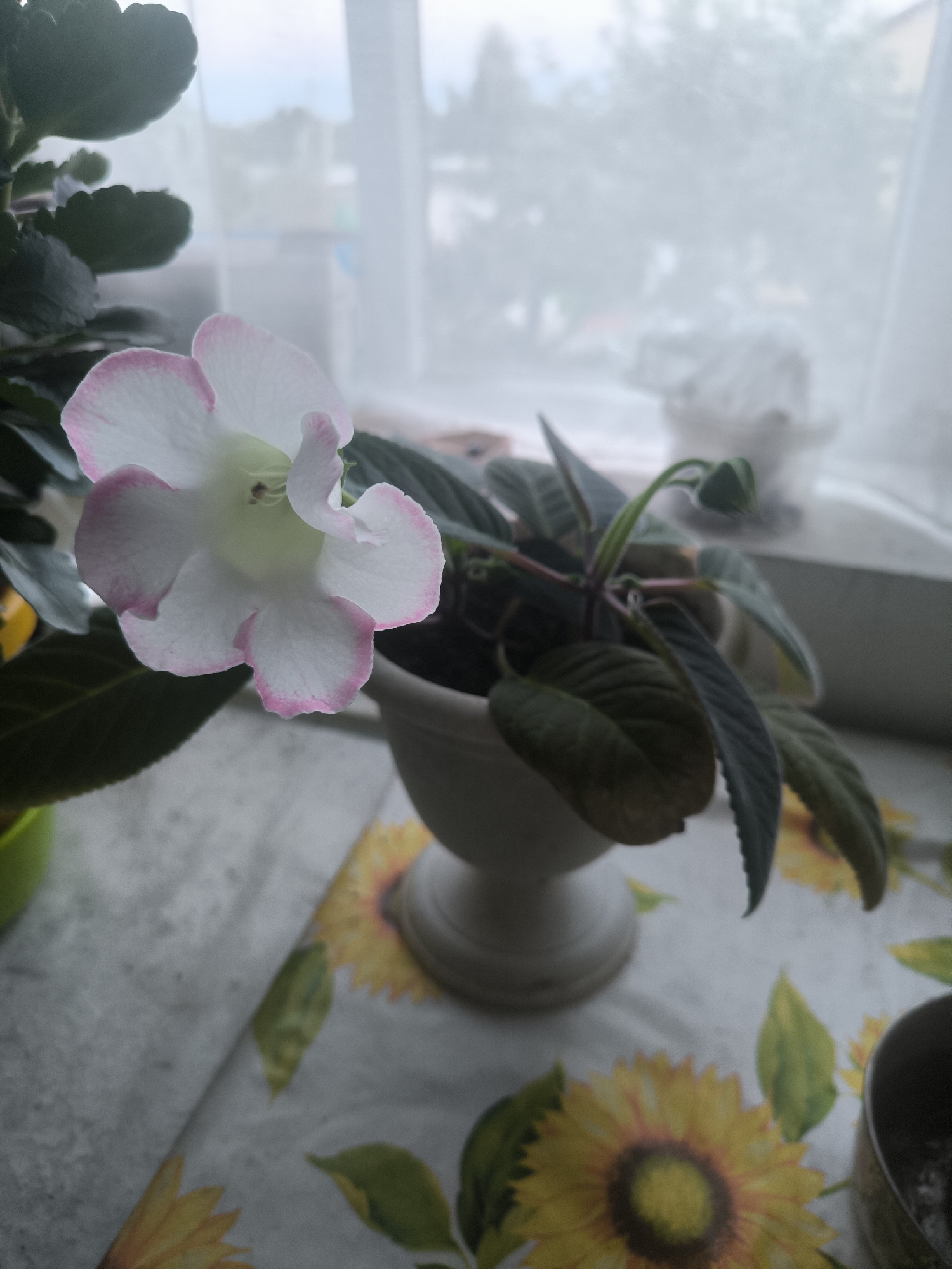 A white and pink flower with dark green leaves is in a white pot. The pot is on a table with a sunflower-patterned cloth. In the background, a window is covered by a sheer curtain. The scene appears to be indoors, likely in a residential setting. There is no indication of the city of Жаңа Бұқтырма, Kazakhstan.
