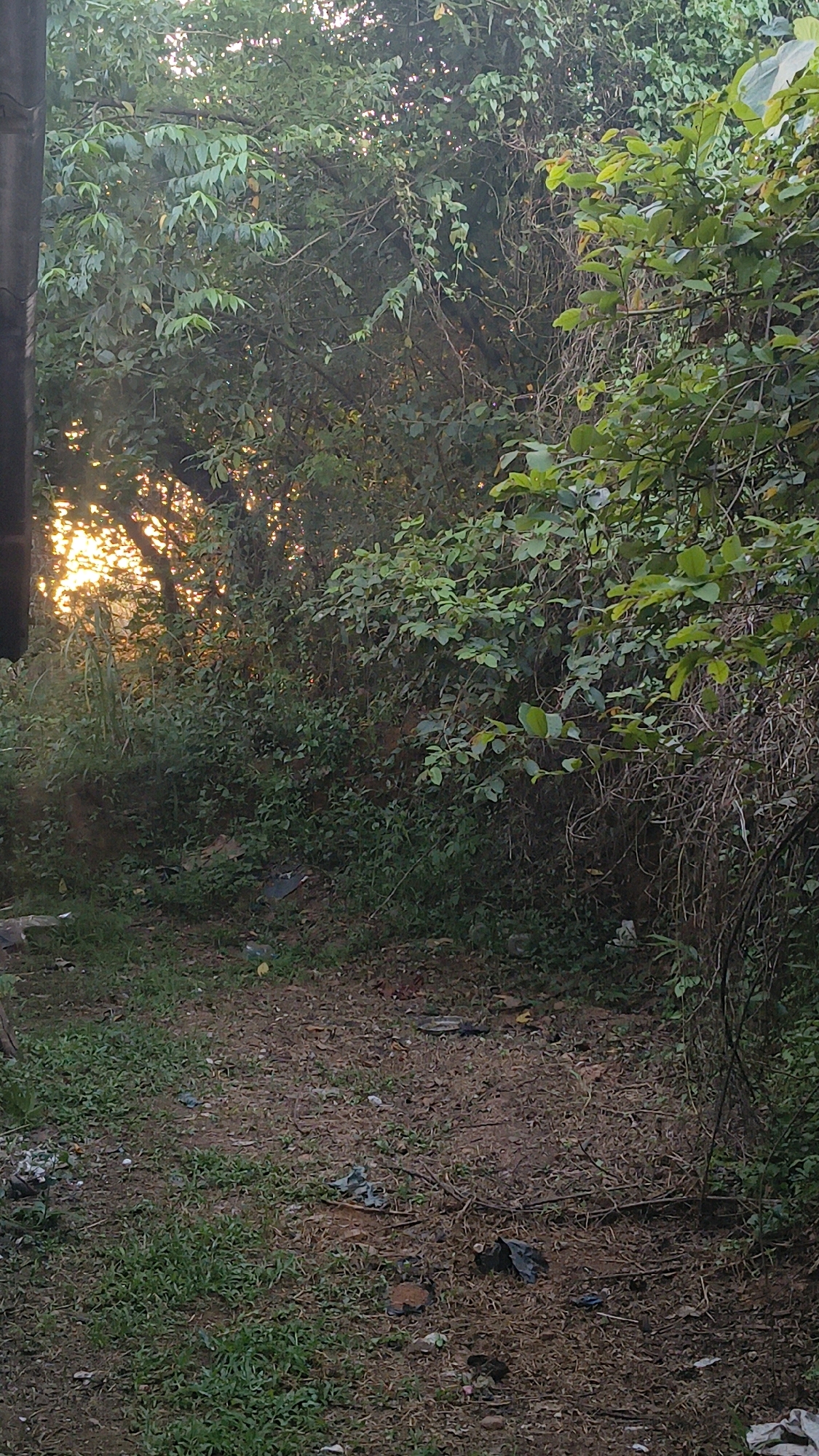 The image depicts an outdoor scene in Kokkada, India, characterized by dense vegetation and a pathway. Sunlight filters through the trees on the left side of the frame, creating a warm, dappled effect. The ground is covered with a mixture of dirt, dry leaves, and sparse green grass. Scattered across the ground are various pieces of litter, including plastic bags, wrappers, and other debris. The vegetation consists of numerous trees and bushes with lush green foliage, some of which appear to be overgrown and intertwined with dry, thorny branches. The overall impression is that of an unkempt natural area within or bordering a populated region, indicated by the presence of human-generated waste. There are no people or animals visible in the image.