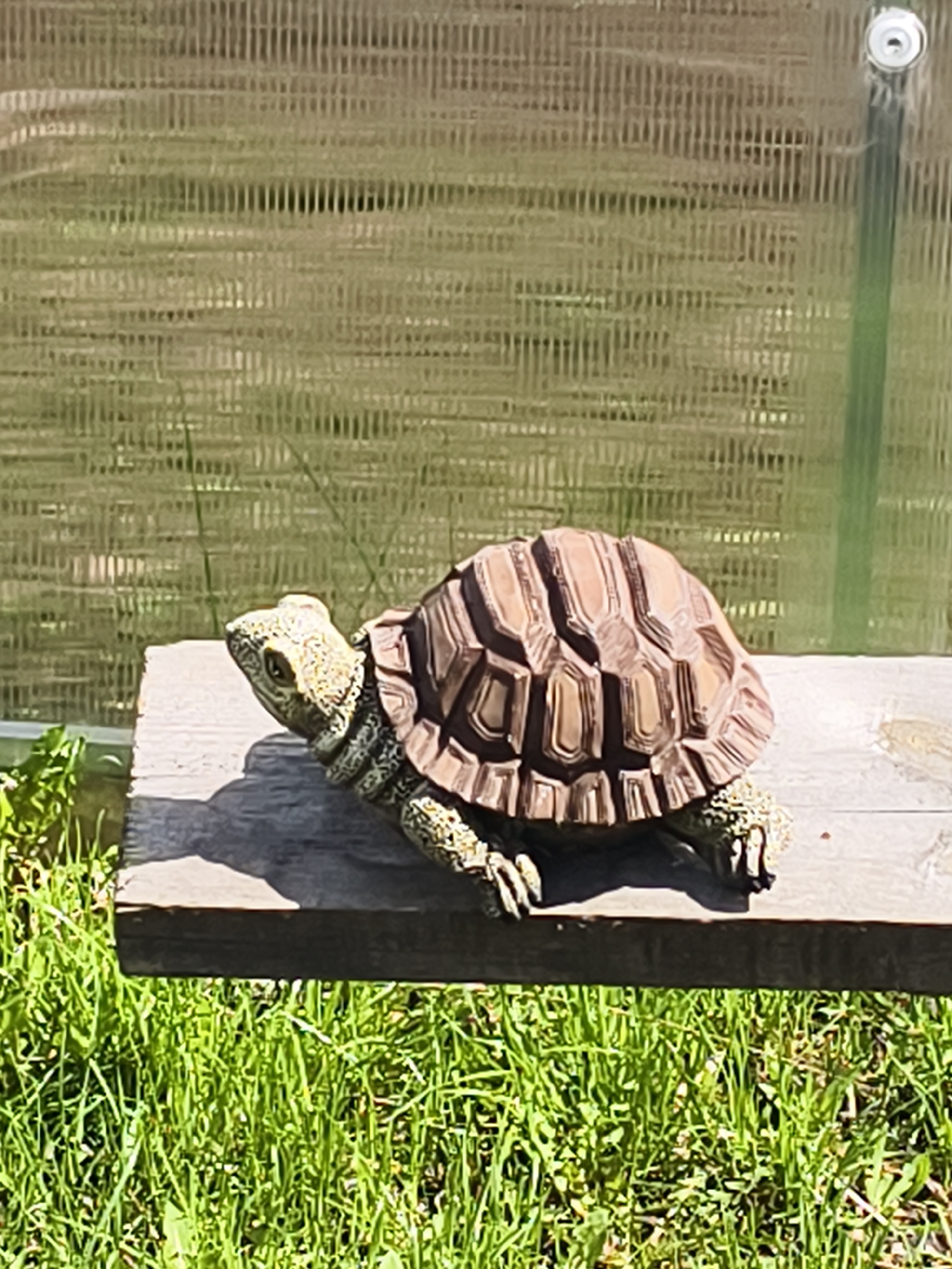 A decorative tortoise sits on a wooden plank outdoors. The tortoise is primarily brown and tan with a textured shell and skin. The wooden plank is weathered grey. Below the plank is green grass. The background is a textured translucent material. The scene is brightly lit with sunshine. The location is Абрамово, Russia.