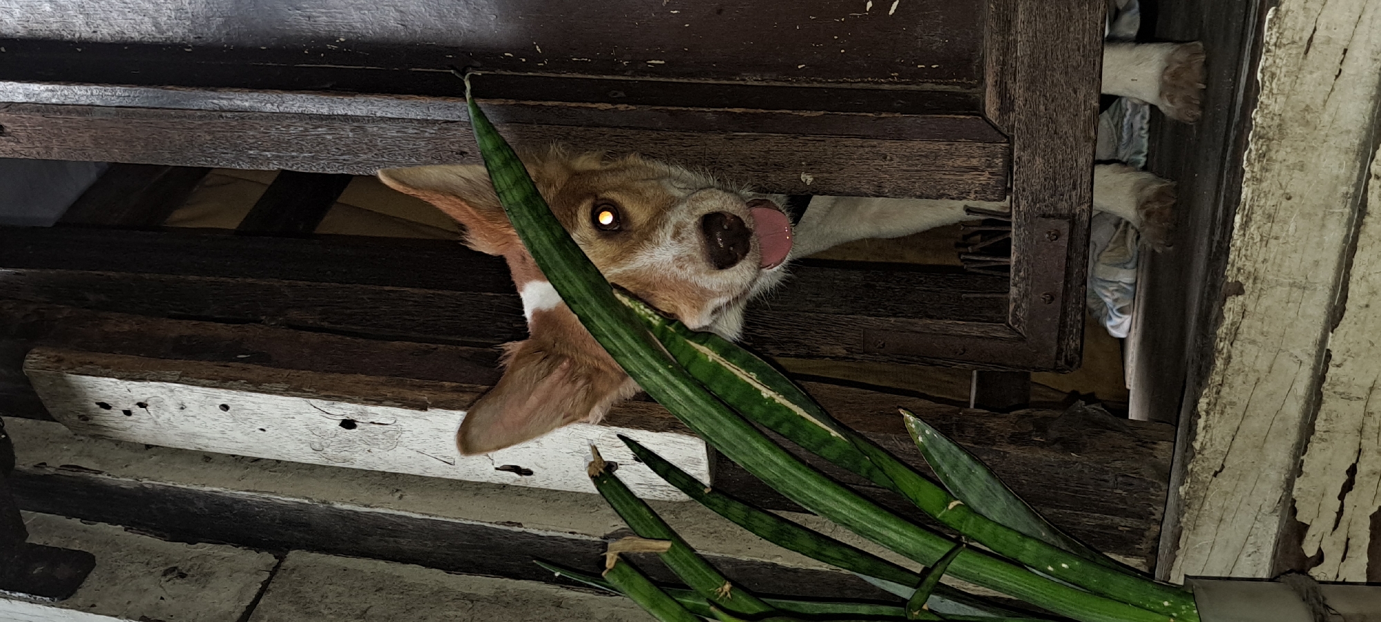 A medium-sized, short-haired dog with tan and white markings peeks through a gap in dark wooden vertical planks. The dog's head is mostly visible, with one eye clearly showing a bright yellow reflection, its tongue slightly out, and its ears perked. The background is dimly lit and appears to be indoors, with what looks like fabric draped over something low to the ground. In the foreground, to the left, are several long, green leaves of a plant, one of which partially obscures the dog's face. The wooden planks are rough and aged, suggesting an older structure. The location is identified as a house in Mandaluyong City, Philippines.