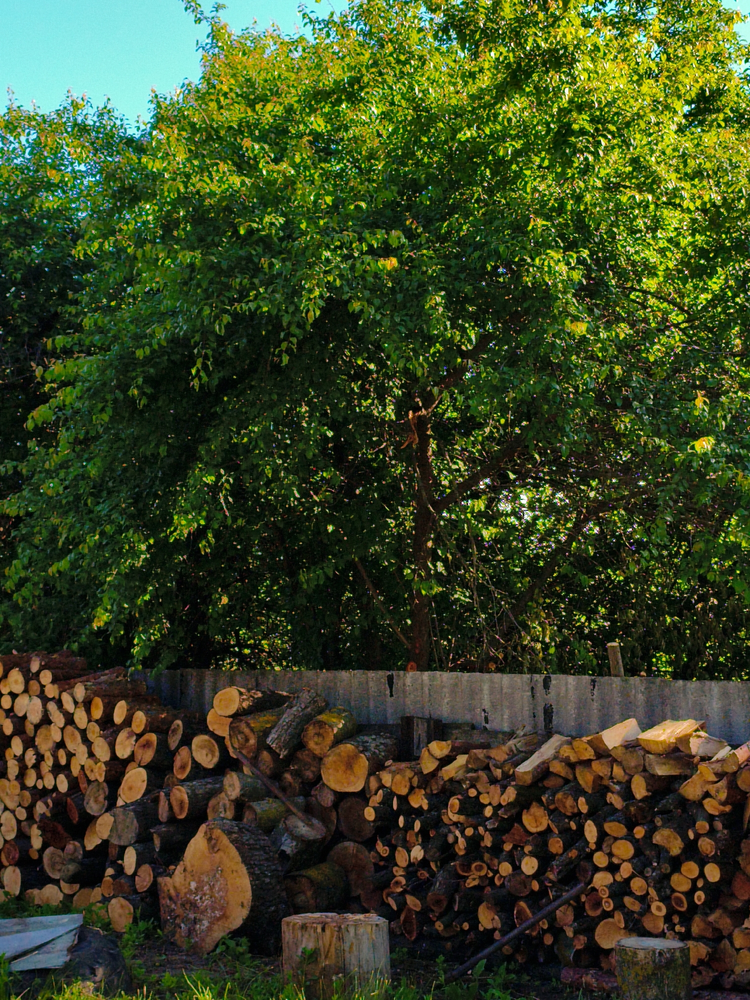 The image depicts a scene in Ustyvytsia, Ukraine. A pile of logs is stacked against a weathered, concrete wall. A dense, leafy tree dominates the background, reaching towards a bright blue sky. The logs vary in size and shape, showing different cross-sections of wood. Several tree stumps are at the base of the wood pile. Some blades of grass peek through the bottom of the logs. The lighting suggests it is daytime.