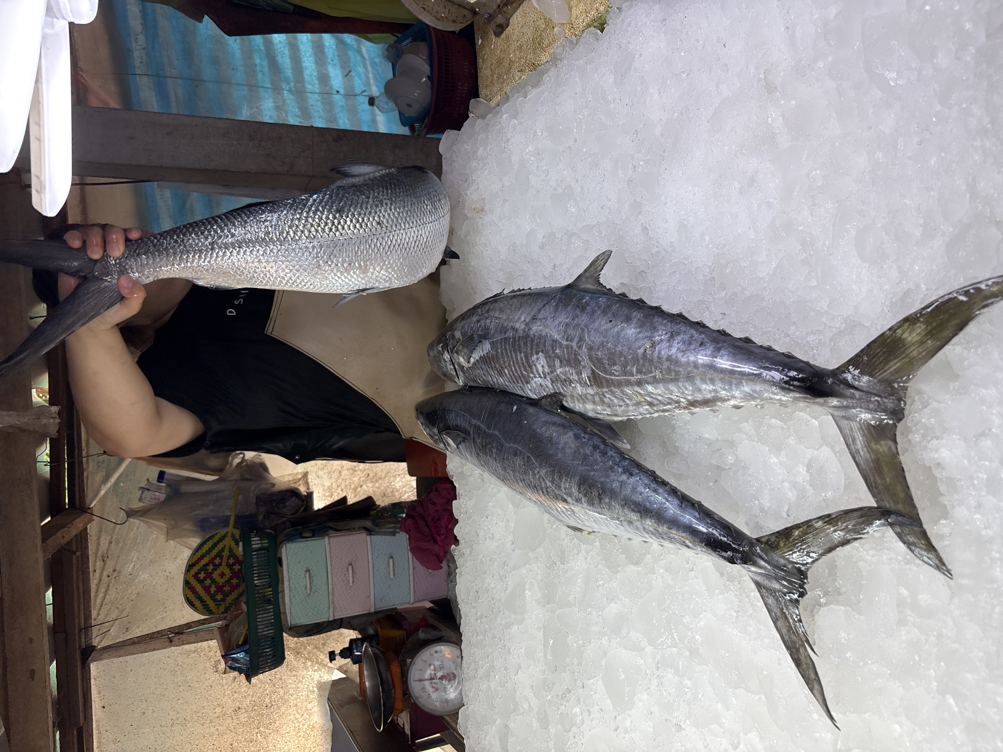 The image shows a fish market scene, likely in Baan Plai Laem, Thailand. A person is holding a large, silvery fish, possibly a milkfish, with both hands by its tail near the left side of the image. To the right, two long, dark gray fish with forked tails are laid out on a bed of crushed ice. A weighing scale can be seen next to the ice bed. The background is cluttered with miscellaneous items, including plastic containers, scales, and household objects, suggesting a bustling, informal market environment.