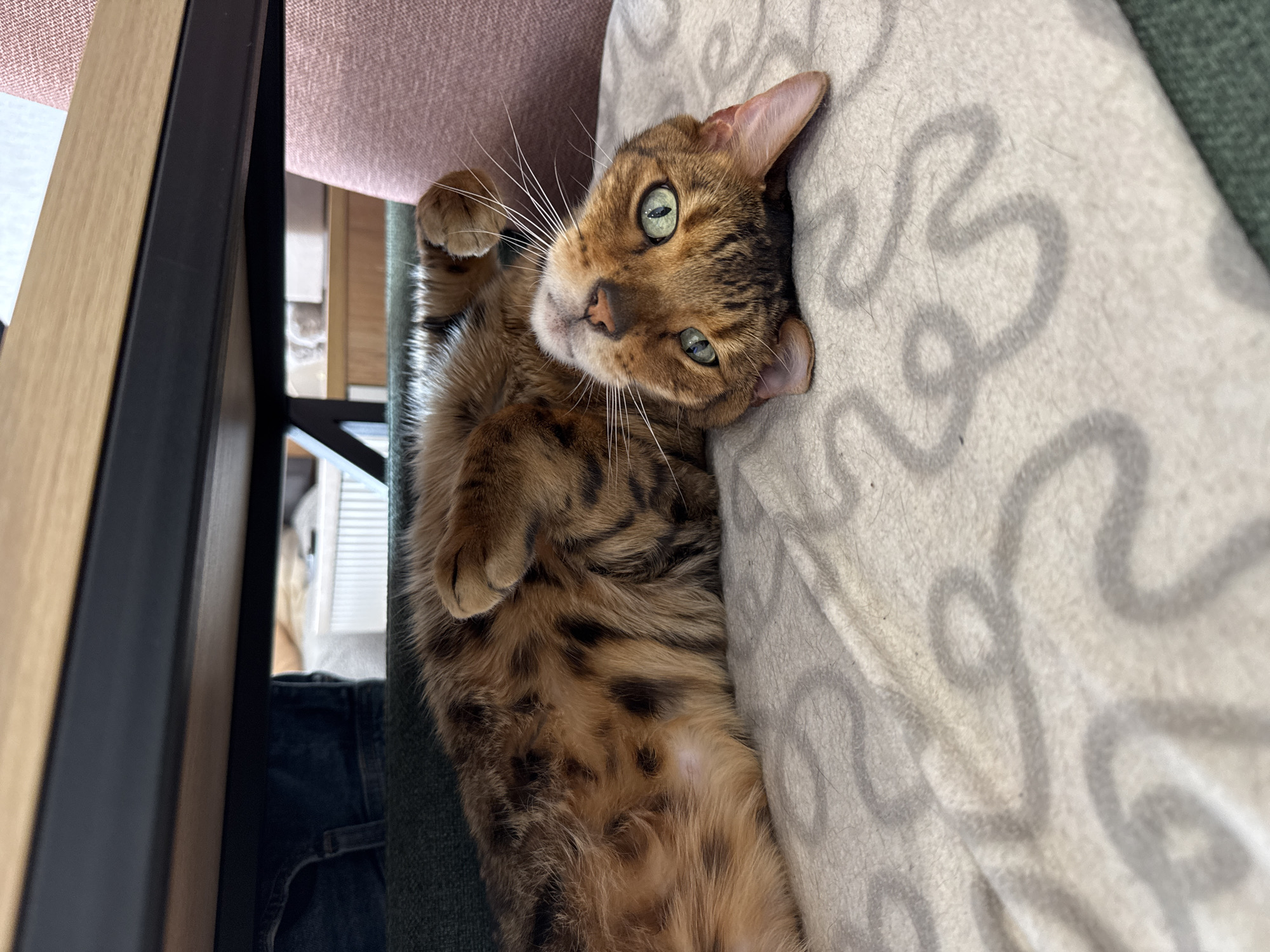 A Bengal cat is lying on its back on a light-colored cushion with a gray patterned design. The cat has a brown and black spotted coat, green eyes, and white whiskers. One paw is raised. The cat is positioned between a dark wooden or metal frame and a pink and green upholstered object. The image was taken indoors. The location and city are unknown.