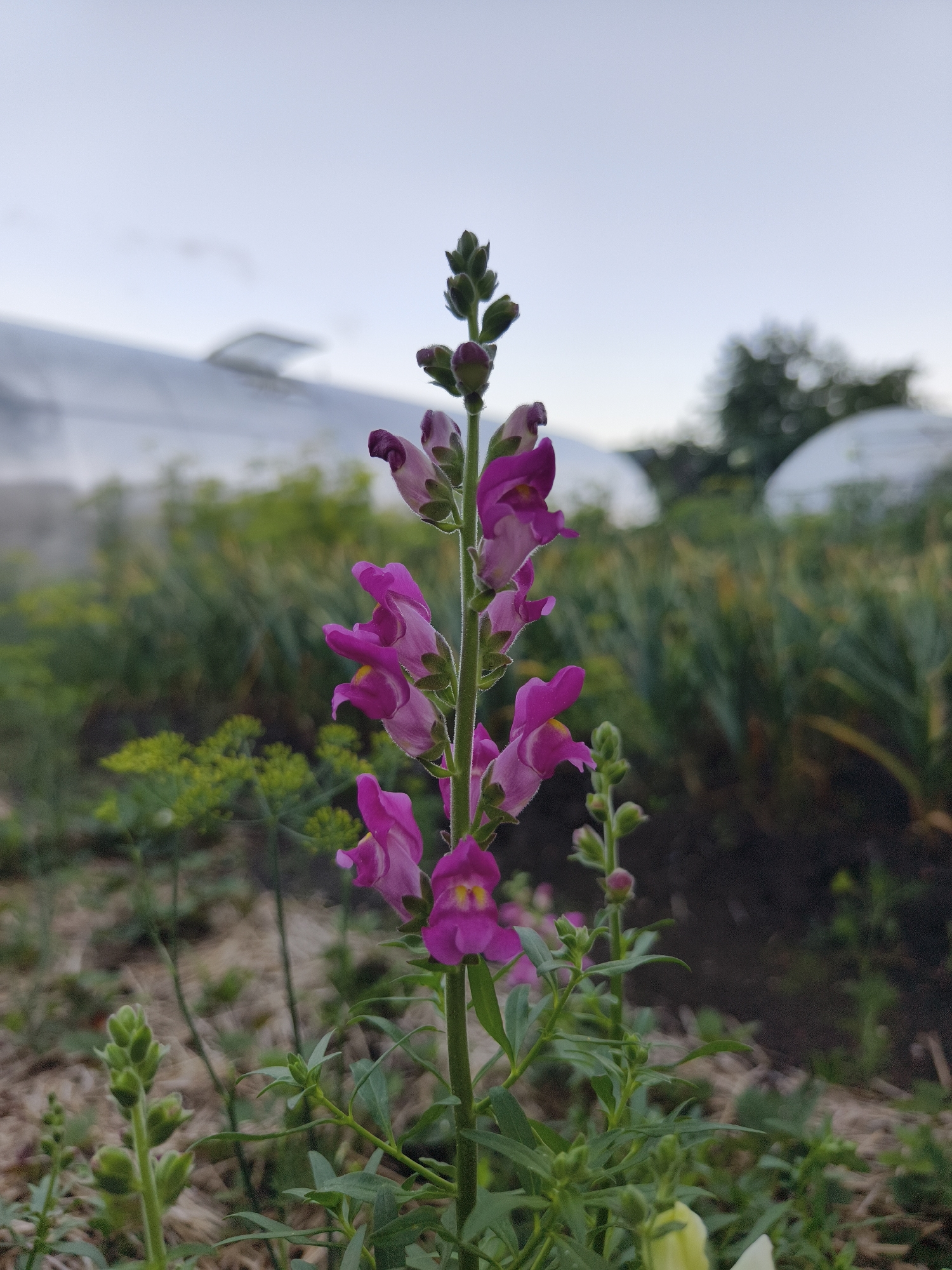 The image depicts a close-up of a snapdragon flower with purple and pink petals in focus. The flower stalk is green and has small leaves. In the background, there is a blurred landscape with green foliage and what appear to be two agricultural domes or tunnels. The sky is overcast and pale. The scene is outdoors, likely in a garden or field, given the presence of plants and agricultural structures. The location is specified as Семилетка, Russia. There are no people or animals visible in the image.