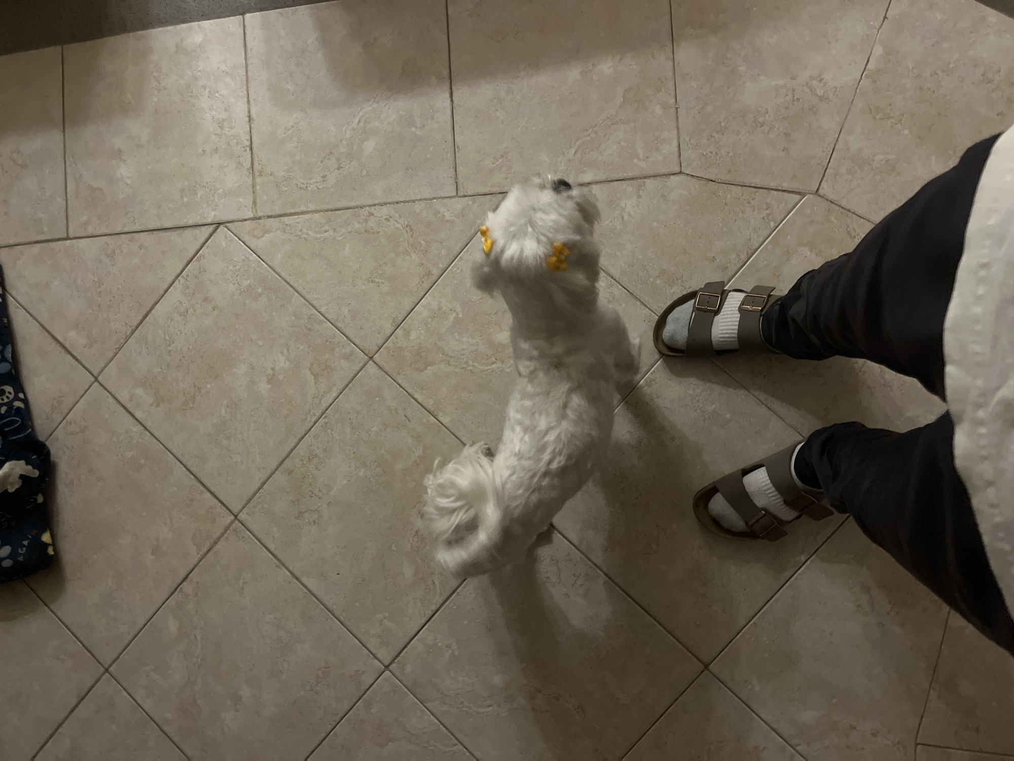 A high-angle shot captures a domestic scene on a beige tiled floor. A small, white, long-haired dog with yellow clips in its fur stands facing away from the left side of the frame. To the right, a person is wearing dark pants, white socks, and tan-colored sandals. A blue object with a print pattern sits on the lower-left edge of the frame. The location cannot be determined from the image.