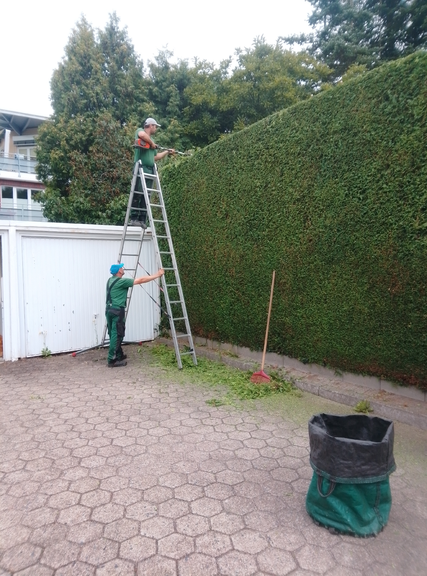 Two men are trimming a large hedge in Wedel, Germany. One man is on a ladder, using a hedge trimmer. The other man is standing on the ground, holding a ladder steady. There is a green trash bag and a rake on the ground. The hedge is very tall and thick. The weather is overcast.