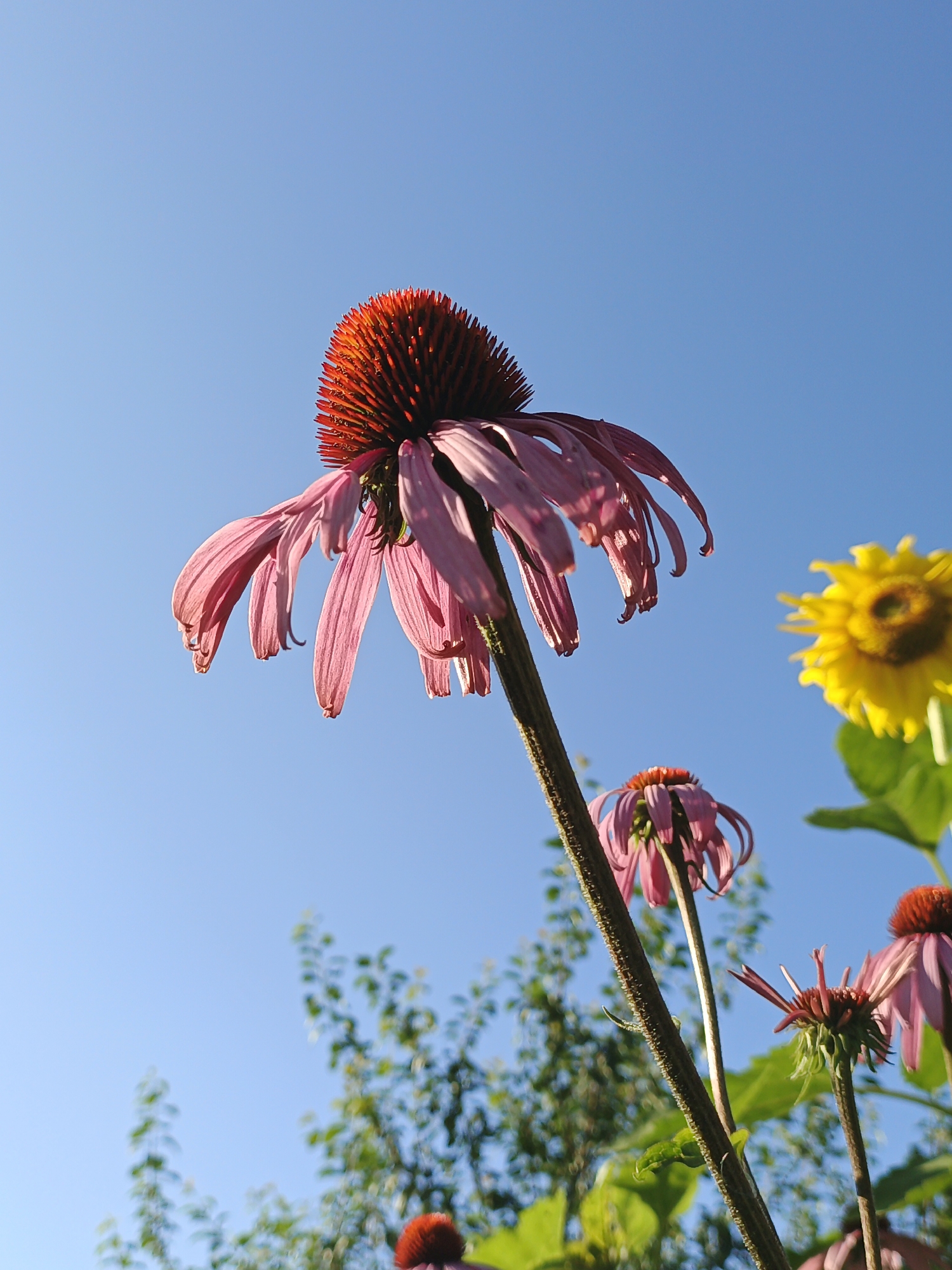 The image depicts a low-angle view of several Echinacea flowers with pink petals and spiky, reddish-brown centers, set against a clear blue sky. One large Echinacea is prominently in the foreground, its petals drooping downwards. To the right, a yellow sunflower is visible, slightly out of focus. Other smaller Echinacea flowers and green foliage are also present in the background, some of which are blurred. The scene appears to be outdoors, likely in a garden or park, with sunlight illuminating the flowers from above. The location is specified as Medvedyovka, Russia.