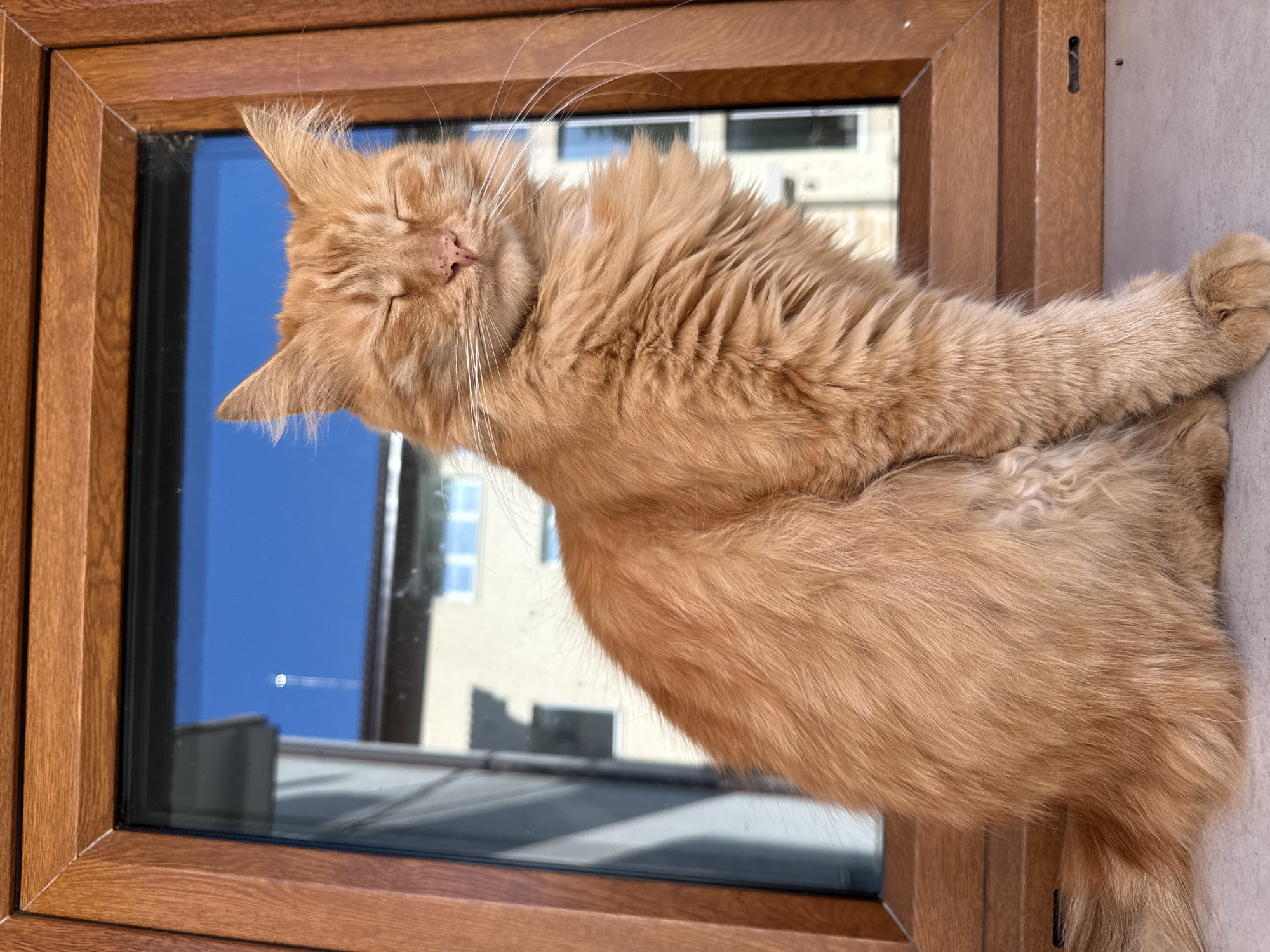 An orange cat rests on a windowsill in Berkovitsa, Bulgaria. The cat is positioned in front of a window with a wooden frame, through which a blue sky and the facade of a light-colored building are visible. The cat's eyes are closed, and it appears relaxed. Part of the building is reflected in the window.