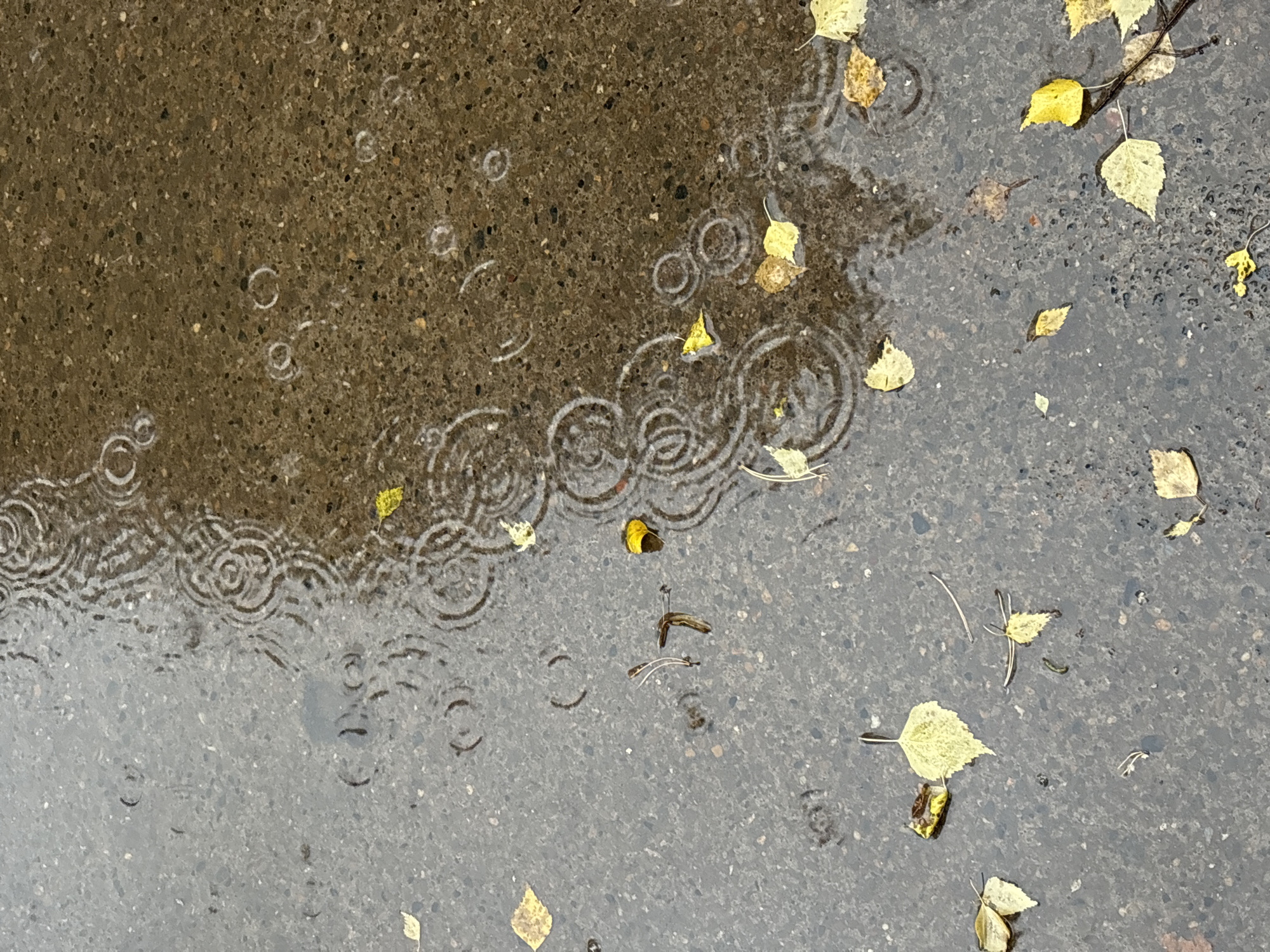 The image depicts raindrops creating ripples on a wet asphalt surface, likely a sidewalk or road, in Chaikovsky, Russia. Scattered across the wet surface are several fallen autumn leaves, predominantly yellow and some brown. The scene is captured from a high angle, looking down onto the ground. There are no people or animals visible in the frame. The overall impression is one of a rainy autumn day.
