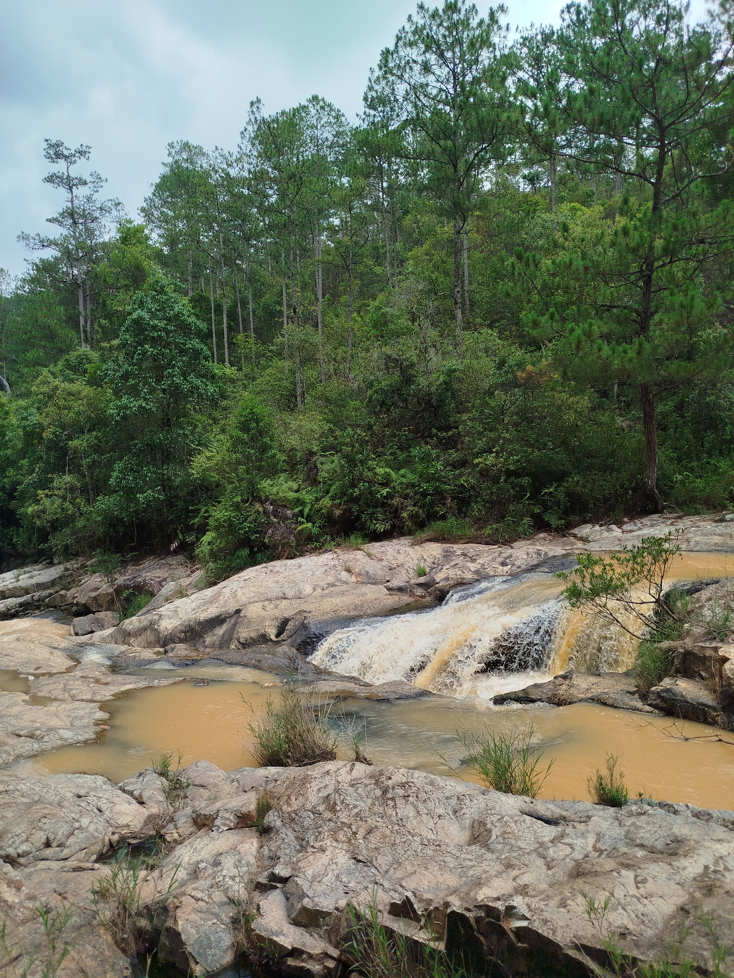 The scene is a small waterfall in Păng Tiêng 1, Vietnam. The water is a muddy brown color and flows over a rocky ledge. The surrounding area is forested with a mix of deciduous trees and tall pine trees. The sky is overcast, suggesting a cloudy day. There are no people visible in the scene. The vegetation is sparse and consists of small plants and shrubs growing among the rocks.