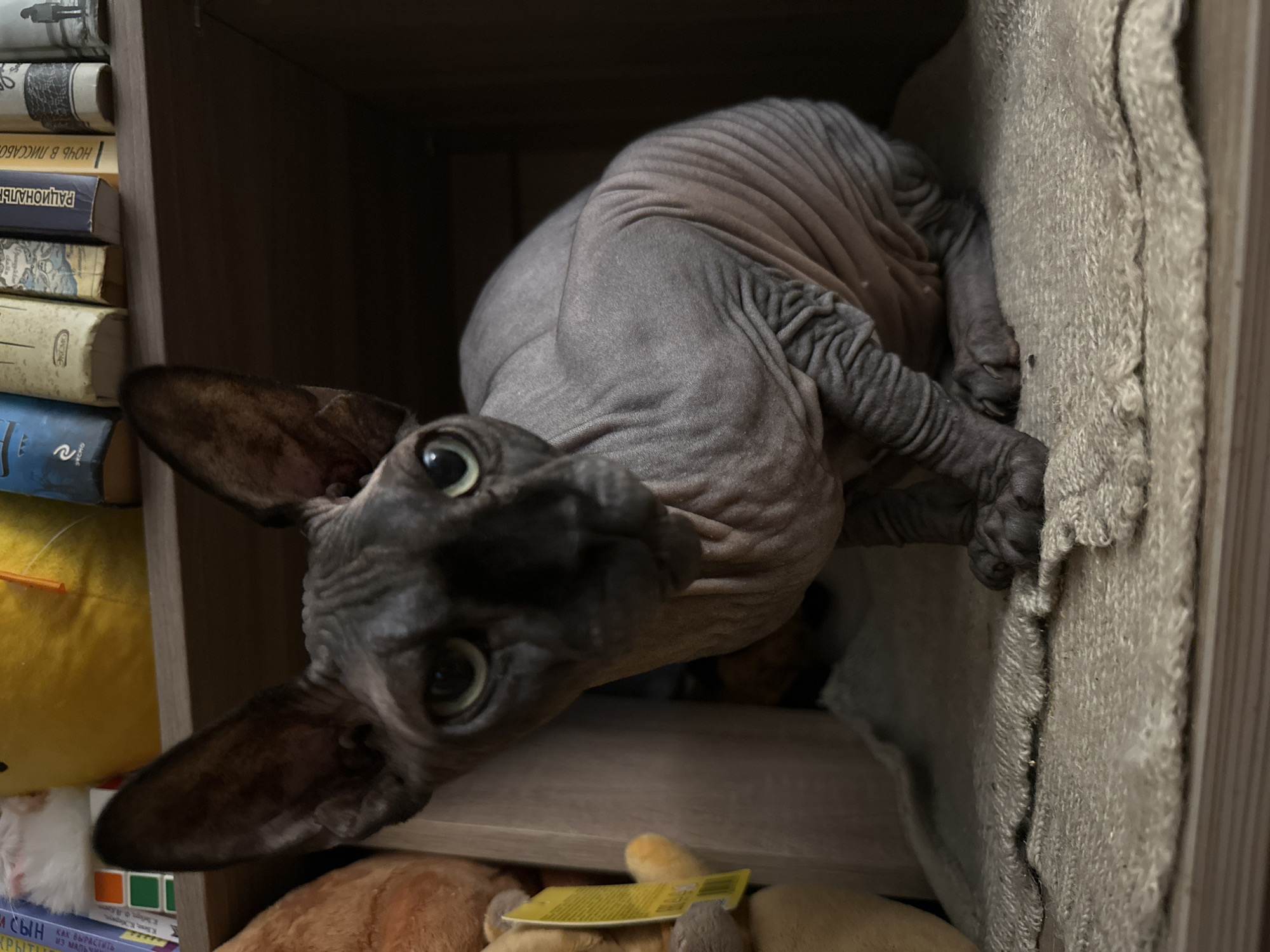 The image shows a Sphynx cat peeking out from a shelf filled with books and stuffed animals. The cat has grey, wrinkled skin and large ears, and its eyes are wide open, looking directly at the camera. It is positioned on its side, with its body curled up against a textured fabric, likely a blanket or cushion.
To the left of the cat, a stack of books is visible. Some of the book spines have text on them, including "РАЦИОНАЛЬН," "1 ночь в л," "В ЛИССАБО," "SKCHO," "ИСЫН КАК ВЫРАСТИТЬ," and "КРЫТИЕ ИЗ МАЛЬЧИ." A yellow stuffed toy, possibly a duck or chick, is also on the shelf. Below the cat, more stuffed animals and books can be seen.
The setting appears to be indoors, within a bookshelf or storage unit, suggesting a home environment. The lighting is dim, with the main light source coming from the front, illuminating the cat's face. The overall impression is one of curiosity and playfulness, as the cat seems to be hiding and observing. There are no people visible in the image. The location context is Zelenograd, Russia.