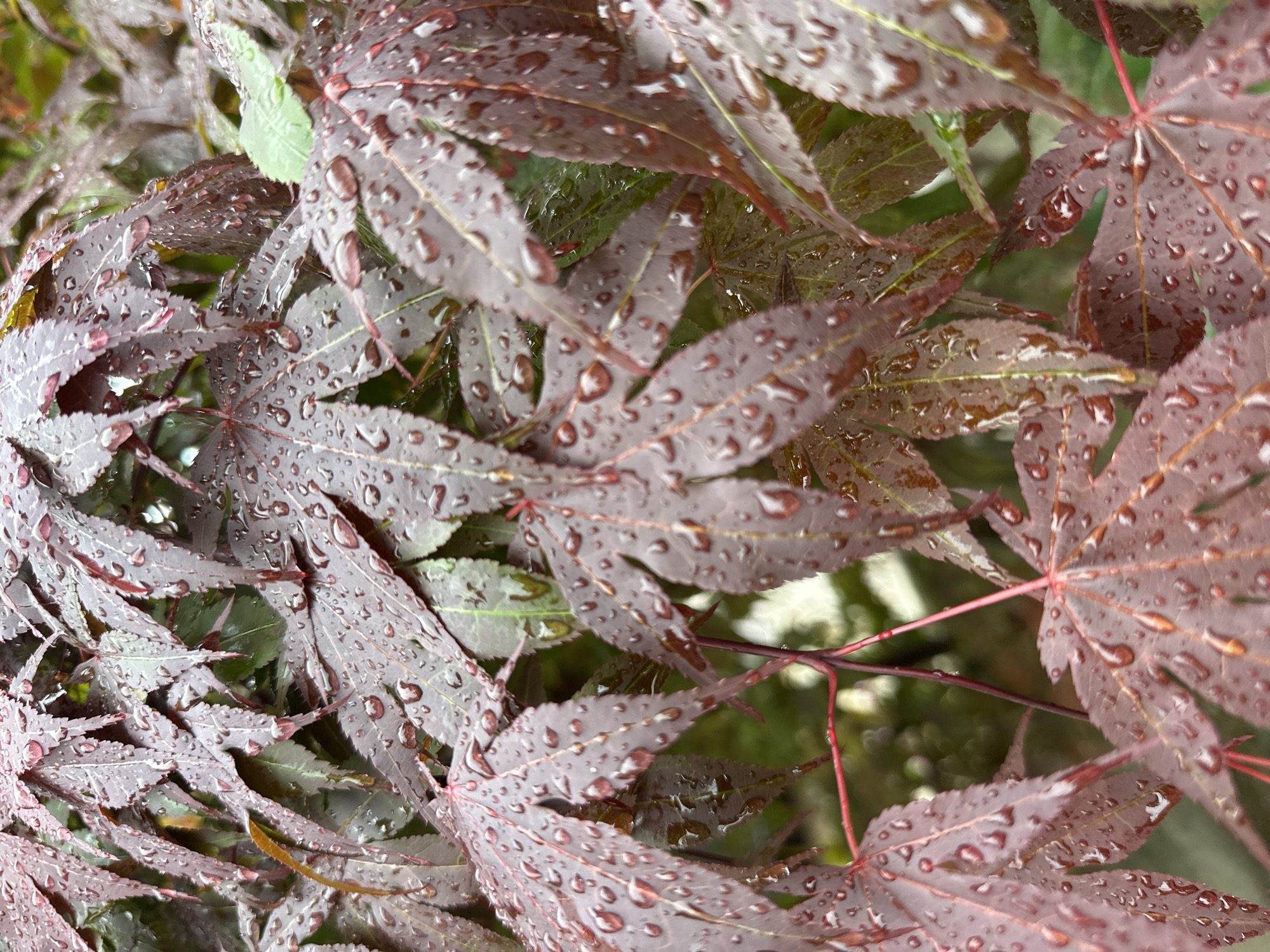 The image shows a close-up view of burgundy-colored Japanese maple leaves covered in raindrops. The leaves are clustered together, with some green foliage visible in the background. The raindrops are of various sizes, clinging to the surface of the leaves and reflecting light. The background appears to be a blurry mix of green and other indistinct colors, suggesting a garden or other natural setting. There are no people or other objects visible in the scene. The image does not indicate any specific location. The photograph shows a Japanese maple in the rain. It is not possible to identify Montana, Bulgaria as the location of the scene, as it is not shown in the image.