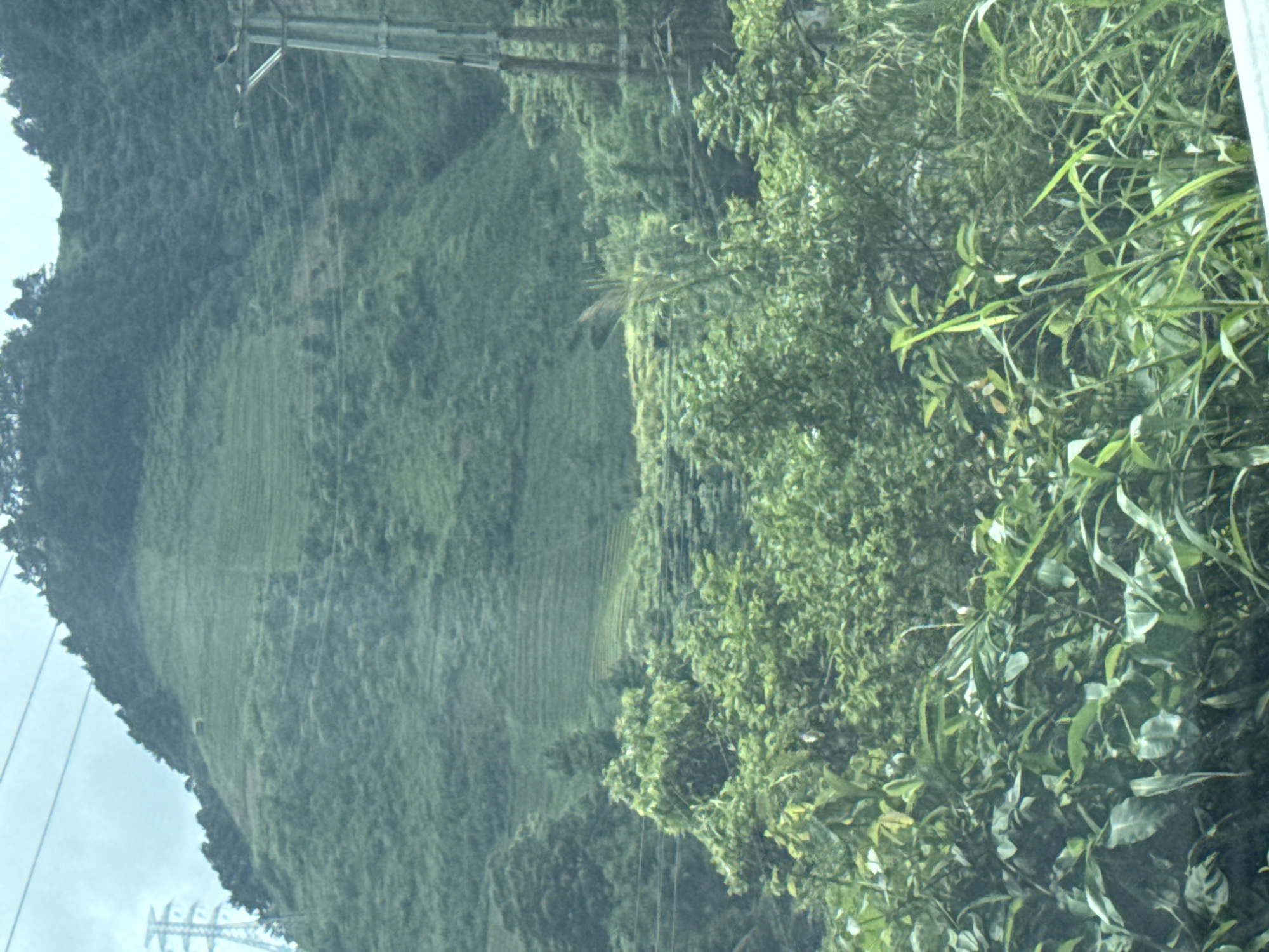 This image captures a lush, mountainous landscape in Tram Tau, Vietnam, under an overcast sky. A large, verdant mountain slope dominates the background and mid-ground, featuring multiple levels of clearly defined agricultural terraces, likely tea plantations, interspersed with wilder forested sections, particularly towards the summit. On the far left, a metal lattice electricity transmission tower stands against the sky, with power lines extending across the upper frame. On the right, a simpler utility pole-like structure, also carrying power lines, is partially obscured by foliage. The foreground is filled with dense, diverse green vegetation, including broad-leafed plants and various grasses, presenting a layered natural environment. No human figures or animals are visible within the frame.