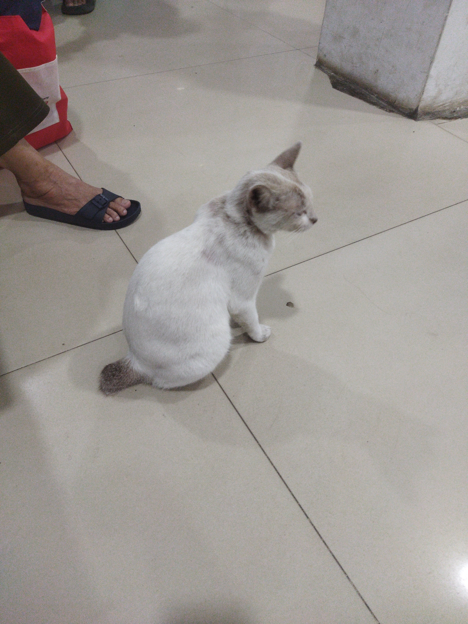 A cat with white fur and light brown markings on its head and tail sits on a tiled floor. The cat is facing to the right, with its body turned slightly away from the viewer. In the background, a person's foot wearing a dark sandal is visible. A red and white bag is also partially visible behind the person's leg. The floor is made of light-colored square tiles, with some grout lines visible. A portion of a concrete structure, possibly a pillar or wall, is present in the upper right corner of the image. The scene appears to be an indoor setting, possibly a waiting area or public space. The location is specified as Banjar, Indonesia, though no specific landmarks or contextual clues within the image directly indicate this location.