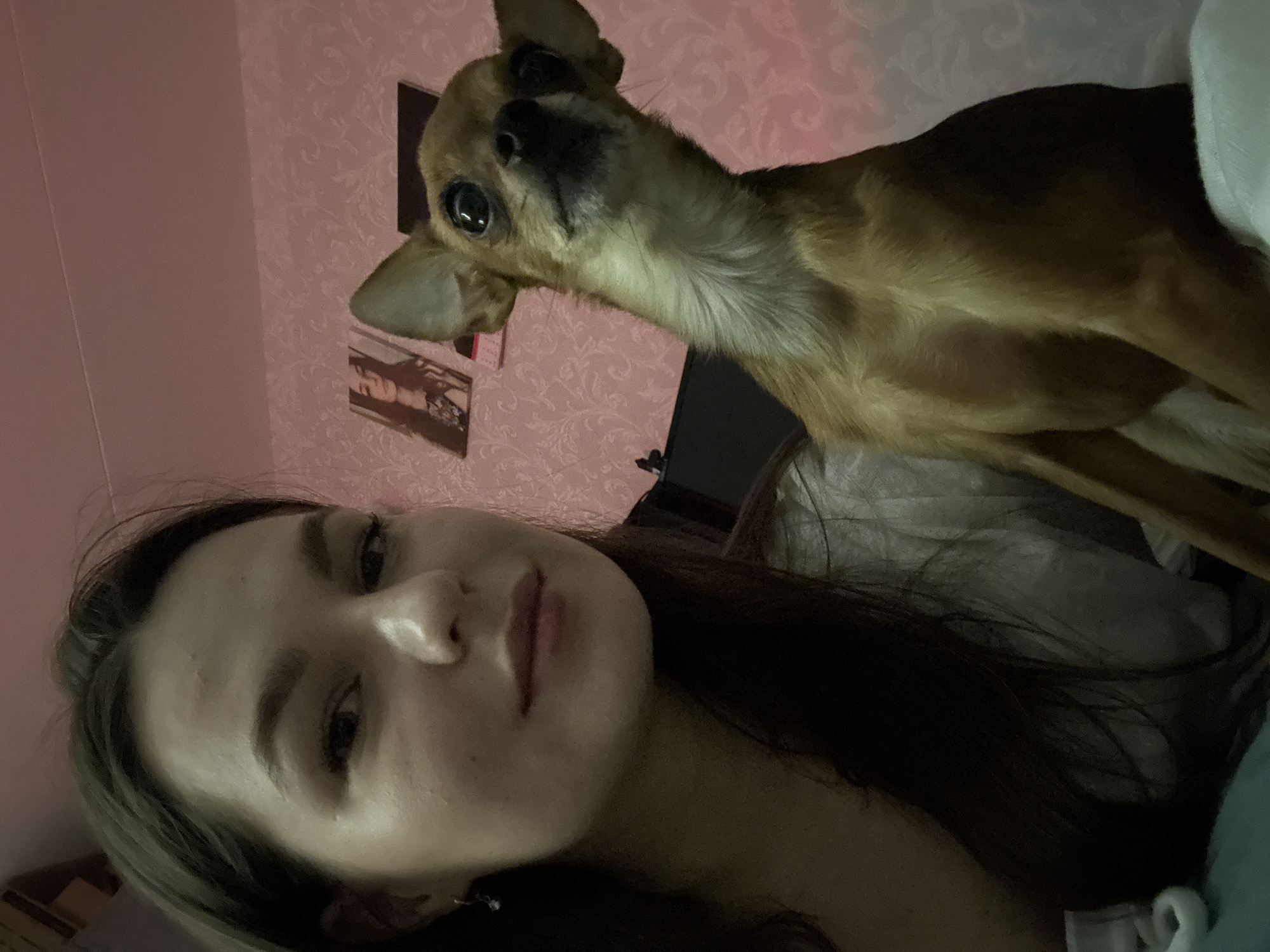 This is a vertical indoor selfie taken in Chaikovsky, Russia, featuring a young woman and her dog. The woman's face is positioned on the left side of the frame, looking up towards the camera with a neutral expression. She has long, dark hair.
To her right, a small, light brown dog with dark eyes and pointed ears stands on what appears to be bedding, looking attentively towards the camera. The dog's head and front part of its body are visible.
The background shows a wall covered in pink or peach-colored wallpaper with a subtle, ornate patterned design. Several framed pictures or photographs are mounted on this wall behind the dog. A dark, rectangular object, possibly a TV or monitor, is also partially visible in the upper background. The lighting in the image suggests an indoor setting, possibly evening or night, with illumination highlighting the subjects. The overall scene conveys a candid and intimate moment between the woman and her pet. No visible text is present in the image.