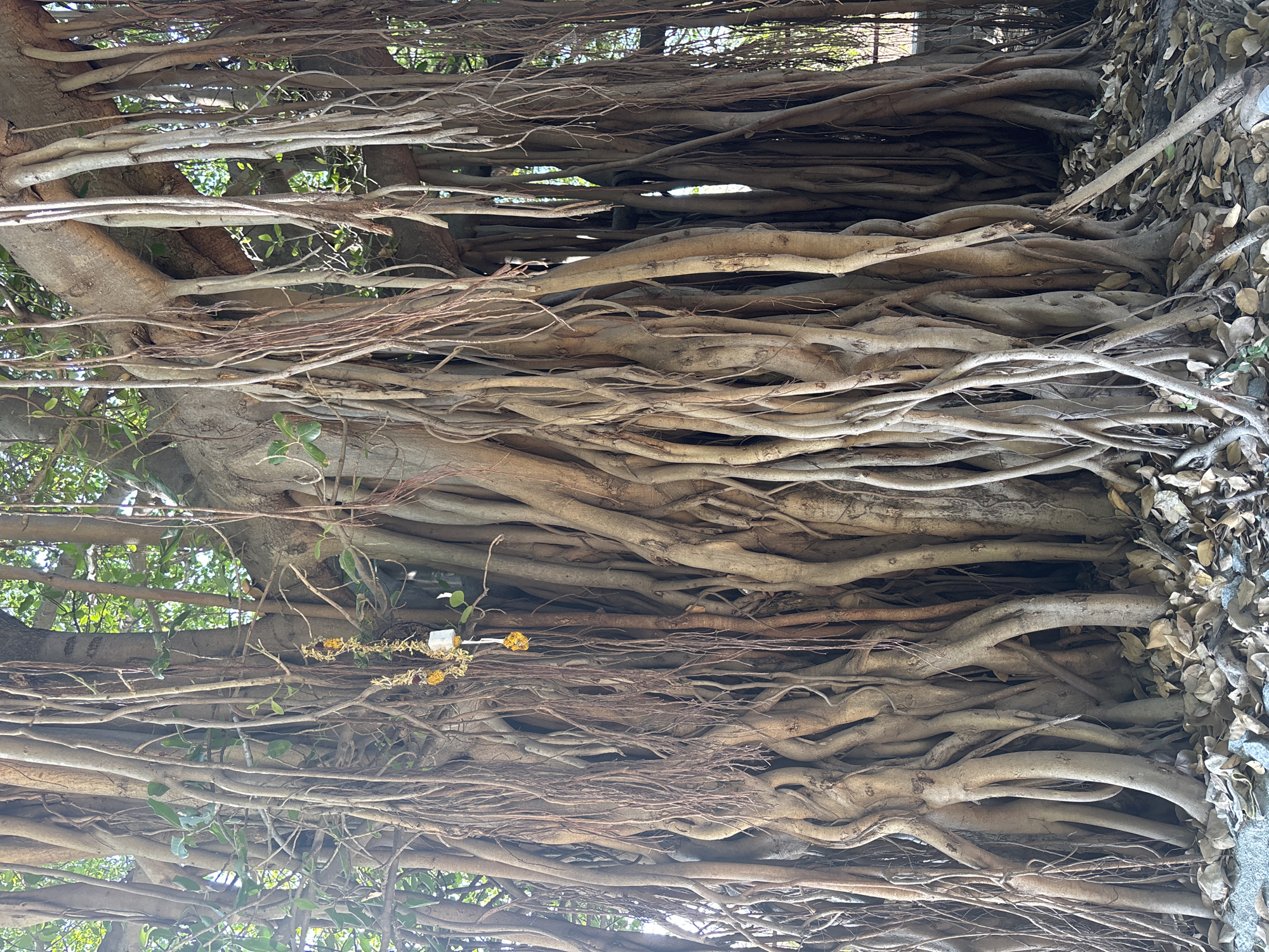 The image shows the aerial roots of a banyan tree in Kamalapura, India. The tree's roots are densely packed and spread in a horizontal direction, creating a complex network. Some of the roots are thick and stem-like, while others are thin and stringy. There is a small shrine with yellow and white flowers attached to the roots. The background is blurred, suggesting a shallow depth of field. The image is taken from a low angle, looking up at the tree.
