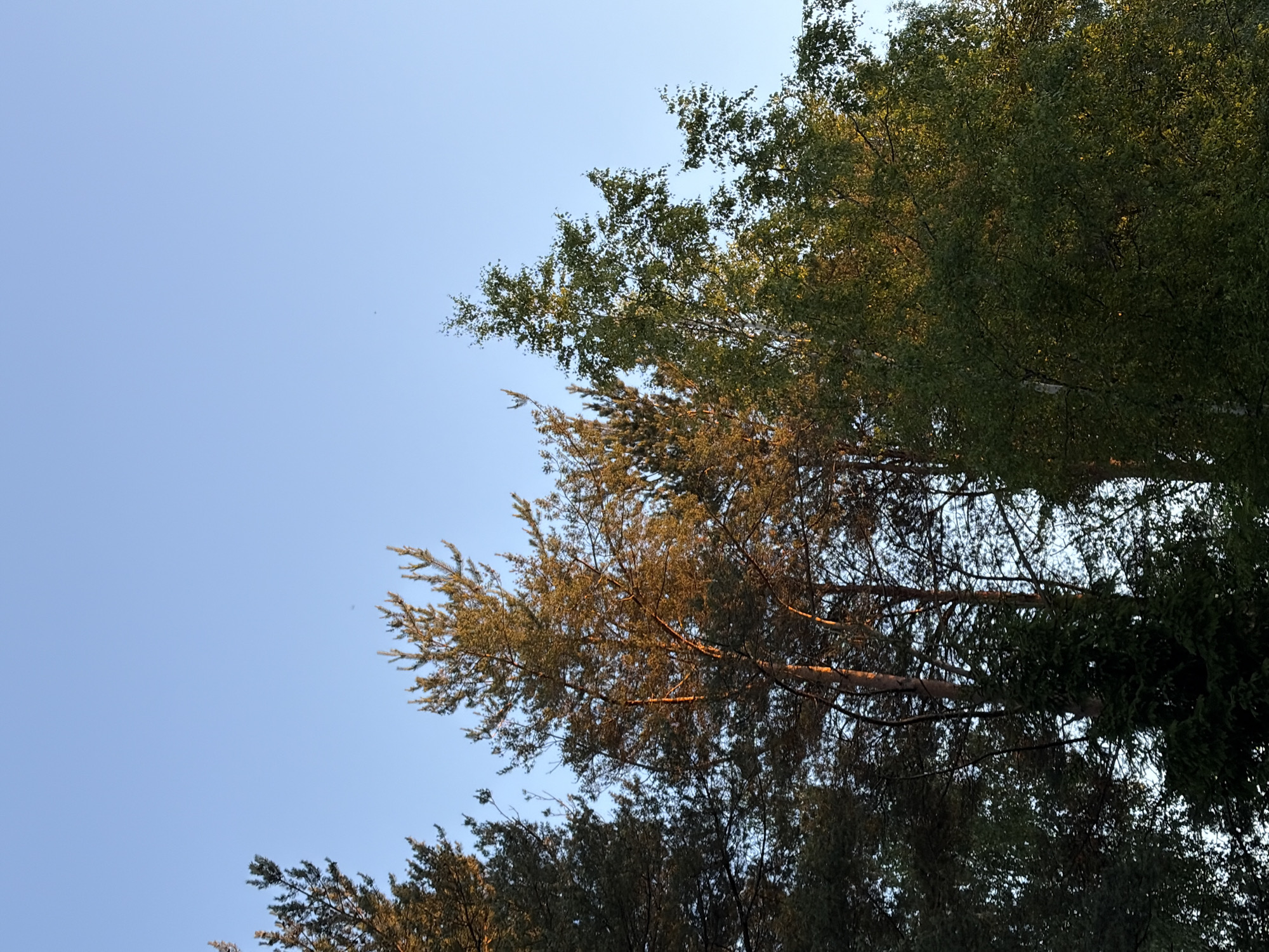 The image shows the tops of trees against a clear, light blue sky. The trees are mostly evergreen, with some deciduous trees also visible, their branches laden with green leaves. Sunlight filters through the leaves, casting a warm glow on some parts of the foliage, suggesting it is either early morning or late afternoon. The sky is bright and cloudless, indicating fair weather. The perspective is looking upwards, capturing the dense canopy of the trees against the vast expanse of the sky. There is no discernible text or human activity in the image.