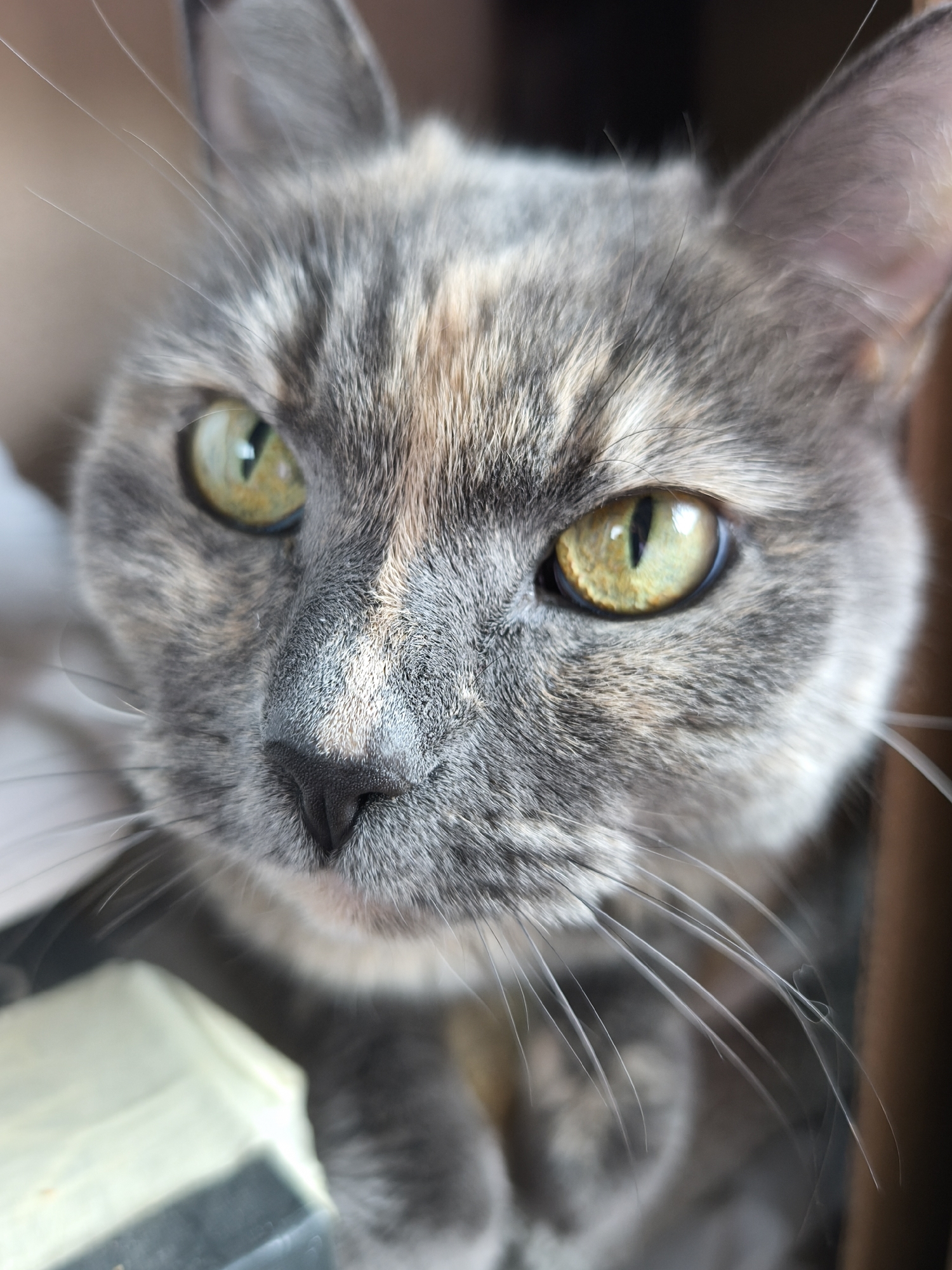 A close-up, high-resolution photograph showcases a tortoiseshell cat with striking yellow-green eyes. The cat has a mottled grey, tan, and dark brown coat, with short, fine hairs. The black nose is triangular. Long, pale whiskers extend outwards. The cat's ears are visible, with a grey interior. The background appears blurred. There is no indication of the location being Murino, Russia.