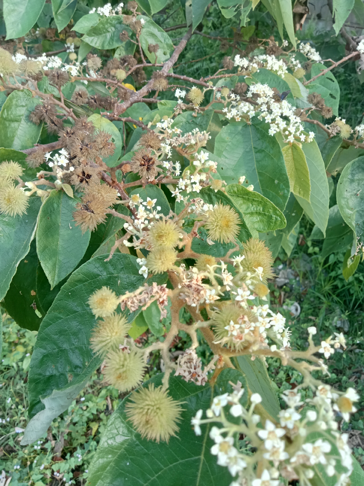 This image is a close-up of a plant with green leaves, white flowers, and spiky brown seed pods. The plant is in an outdoor setting, with some of the background blurred. The scene is natural and appears to be in a rural or garden area, possibly in Teluk Kenidai, Indonesia, given the context. There are no people or animals prominently featured, though a small dark insect is visible on one of the leaves. The lighting suggests it is daytime, with soft natural light illuminating the plant. The focus is on the details of the plant's growth cycle, showing both new blossoms and mature seed structures.