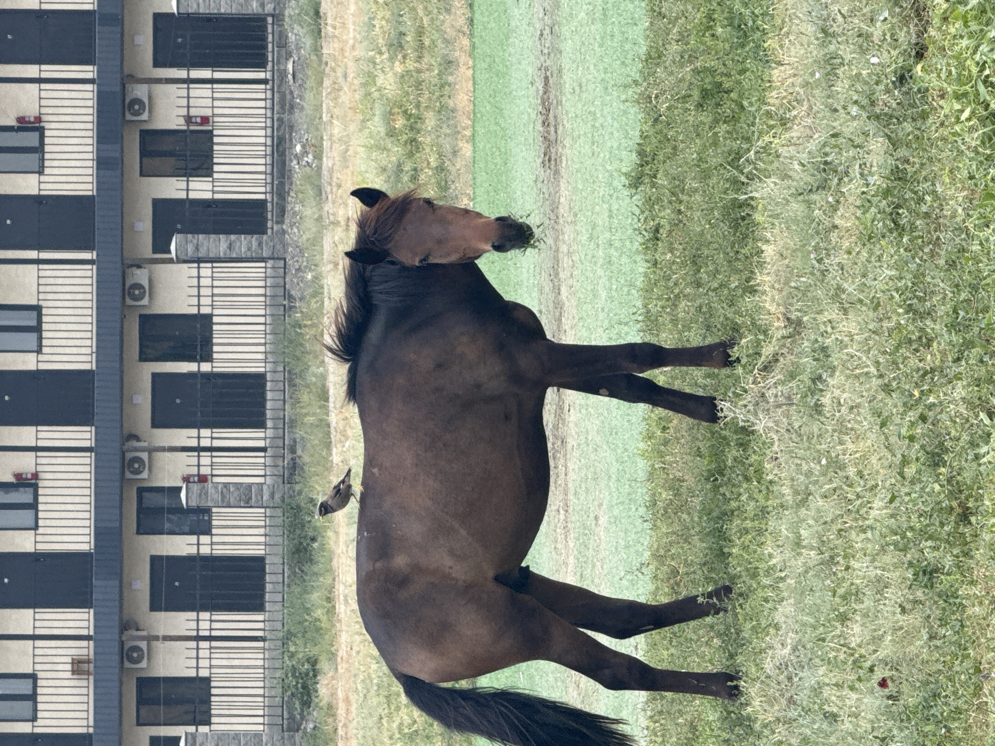 A dark brown horse stands in a grassy field with a bird perched on its hindquarters. In the background, a two-story building with multiple doors and windows, some with air conditioning units, is visible behind a black metal fence. The building appears to be in a state of disrepair or under construction. The scene is likely in Ақши, Kazakhstan, given the context.