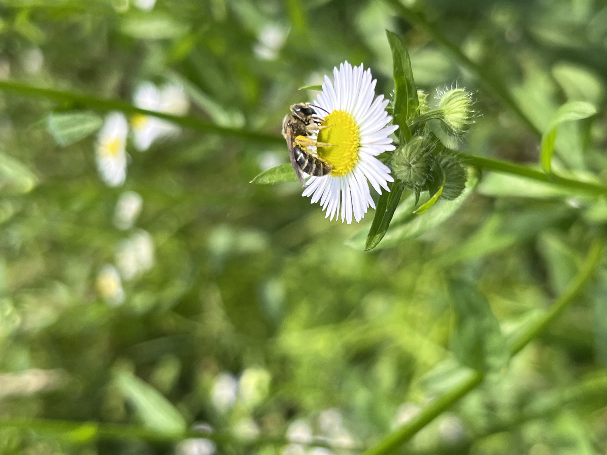 A close-up shot shows a bee actively foraging on a small, white daisy-like flower with a yellow center. The bee, with its striped abdomen and visible legs, is positioned in the center of the flower. The flower is in focus, with its delicate white petals fanned outwards around the bright yellow disc. Below the flower, several green buds and leaves are visible, some covered in fine white hairs. The background is a soft blur of lush green foliage and other out-of-focus flowers, suggesting a natural outdoor setting. The lighting indicates it is daytime, likely with dappled sunlight. The scene appears to be a botanical garden or a natural meadow, possibly within the city of Sayama, Japan, given the presence of flora commonly found in such regions.